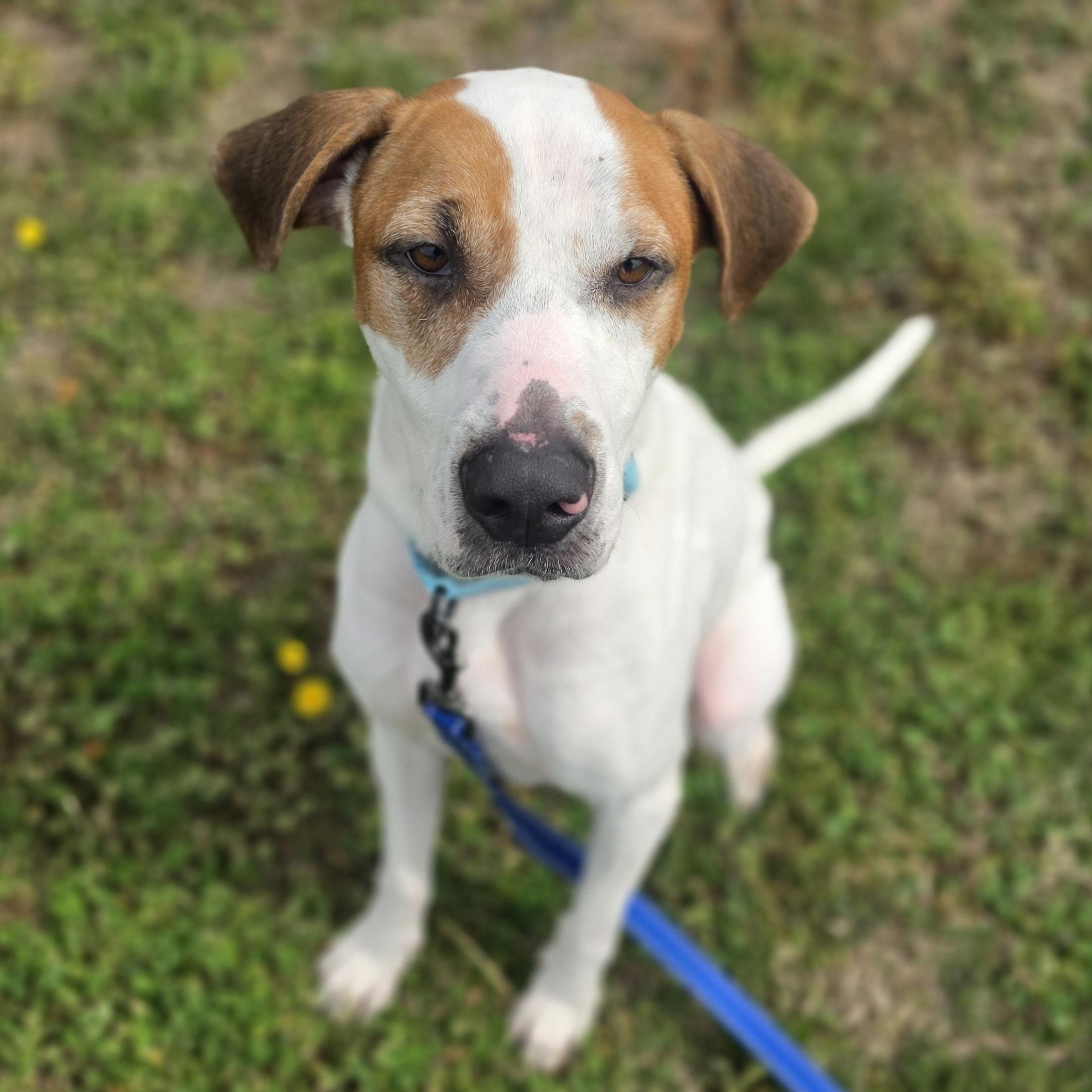Enlarge Steven, a ADOPTABLE mixed breed in Lowell, AR image 2/5