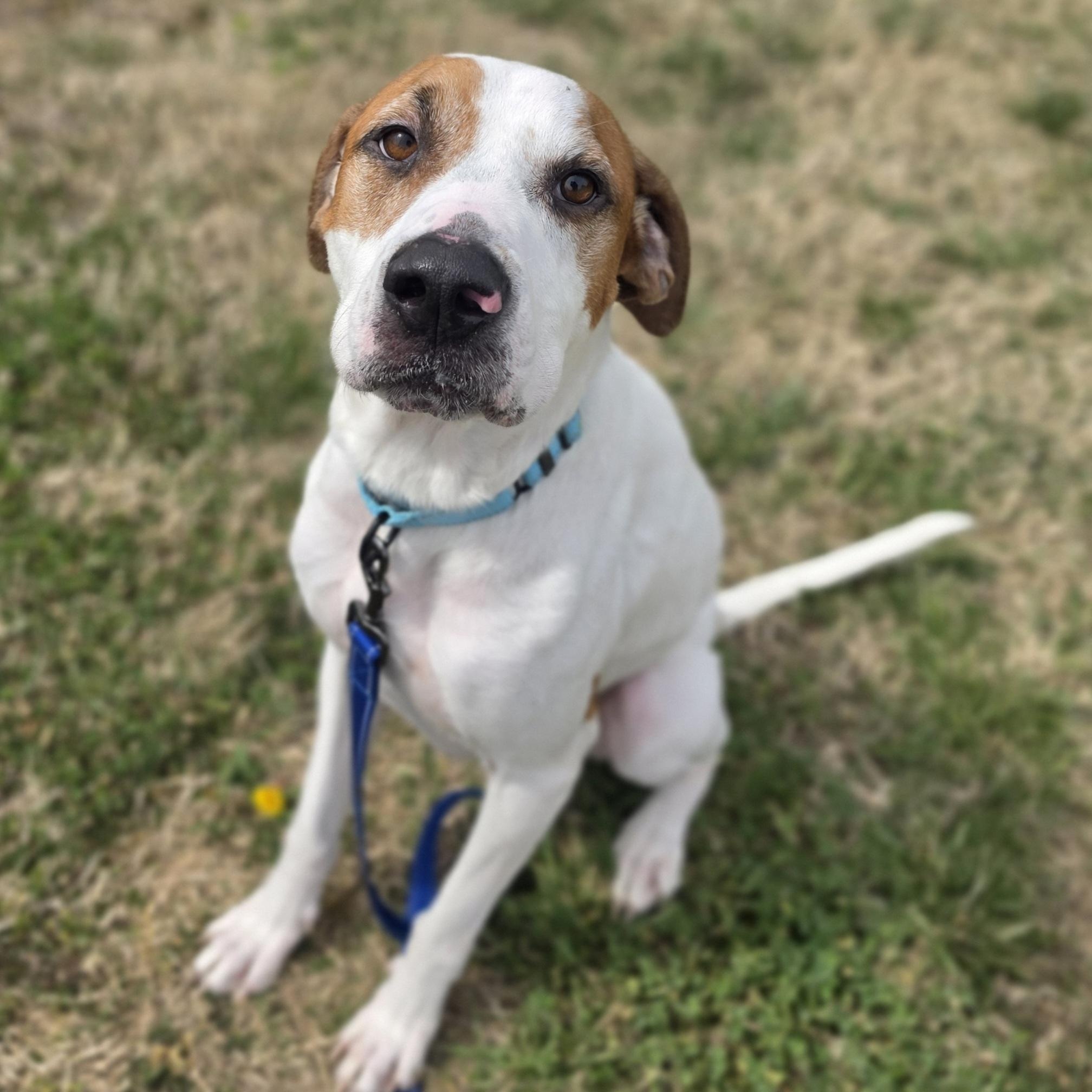 Steven, ADOPTABLE, Young Male Hound.