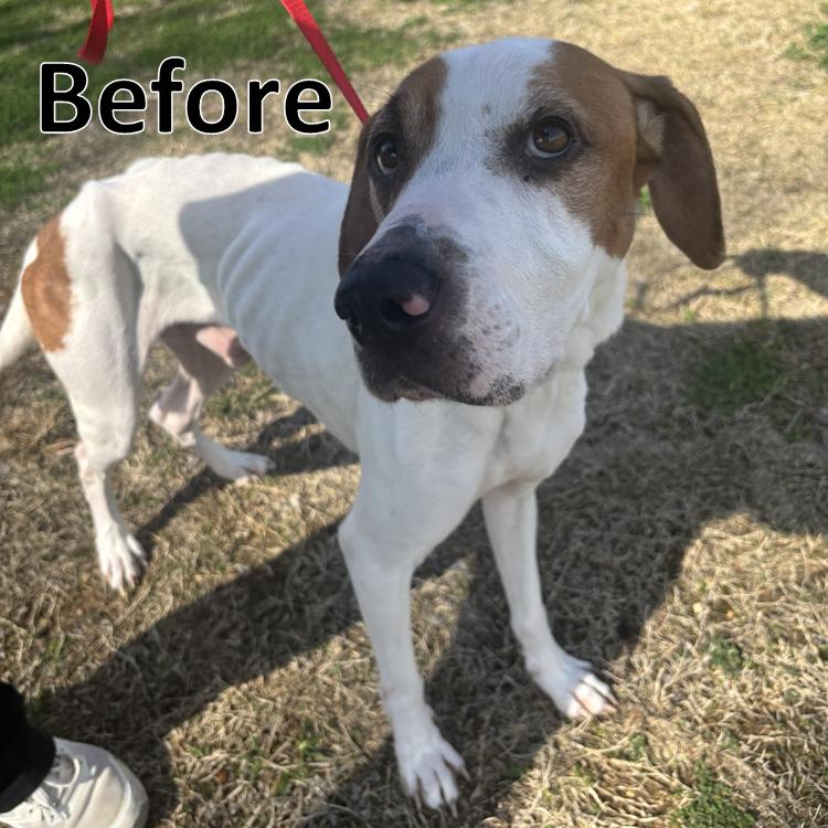 Enlarge Steven, a ADOPTABLE mixed breed in Lowell, AR image 5/5