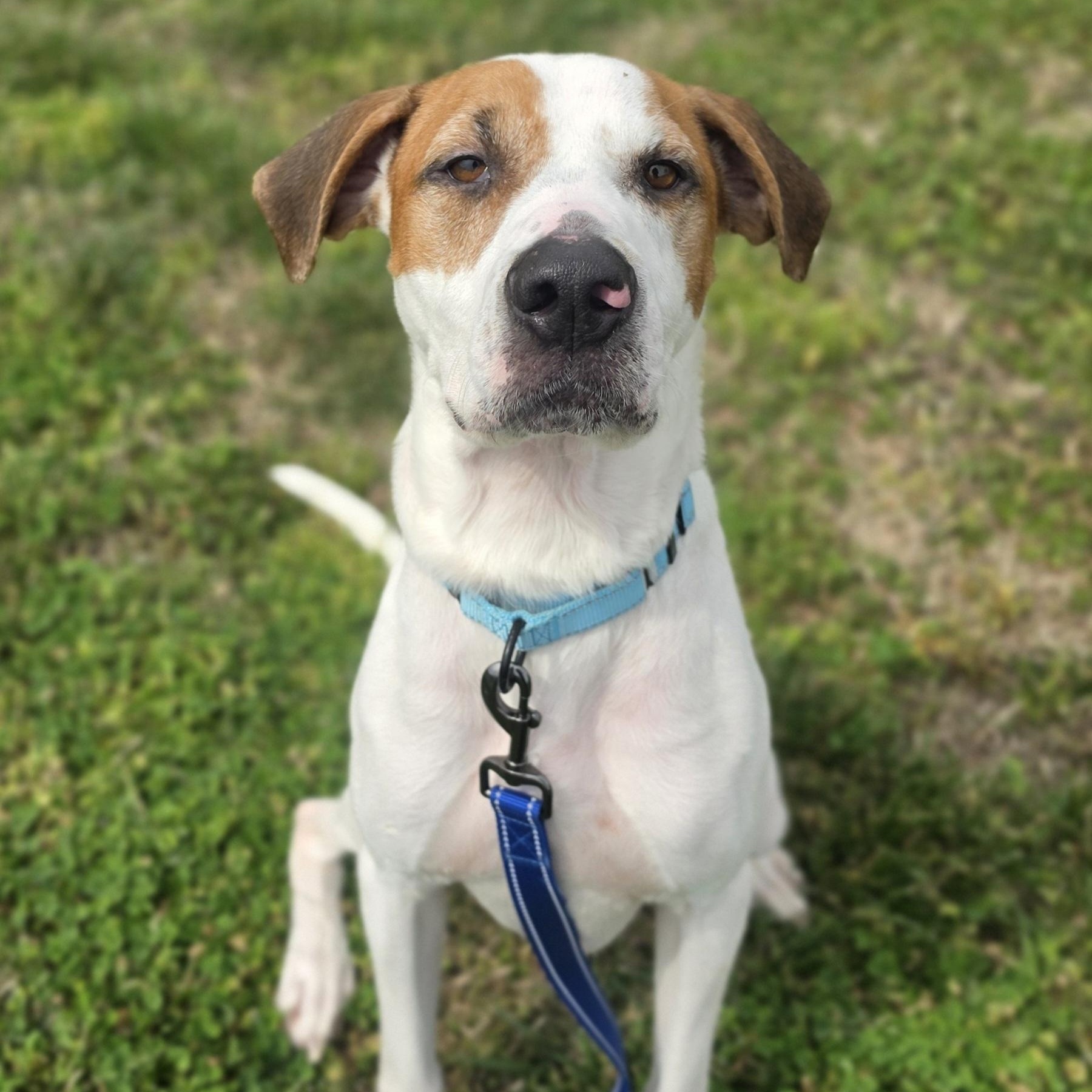 Enlarge Steven, a ADOPTABLE mixed breed in Lowell, AR image 4/5