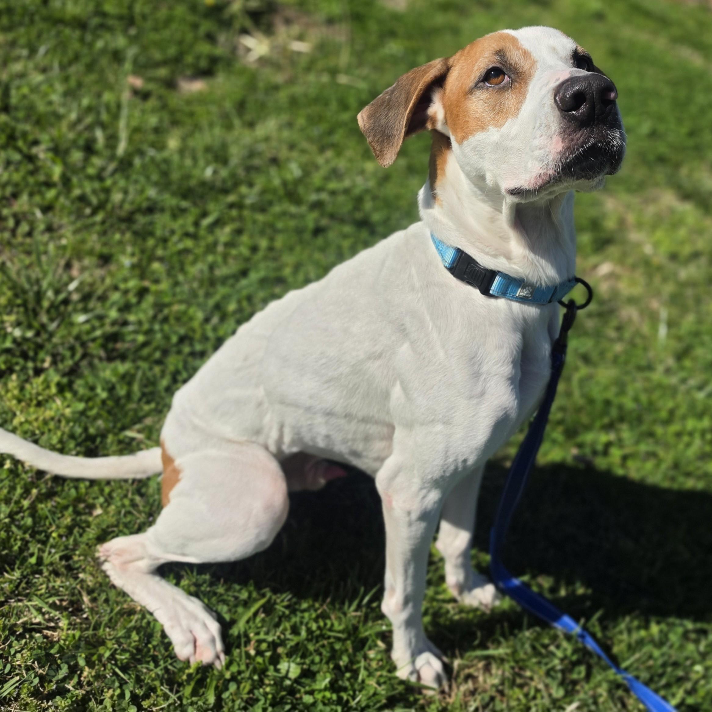 Enlarge Steven, a ADOPTABLE mixed breed in Lowell, AR image 1/6
