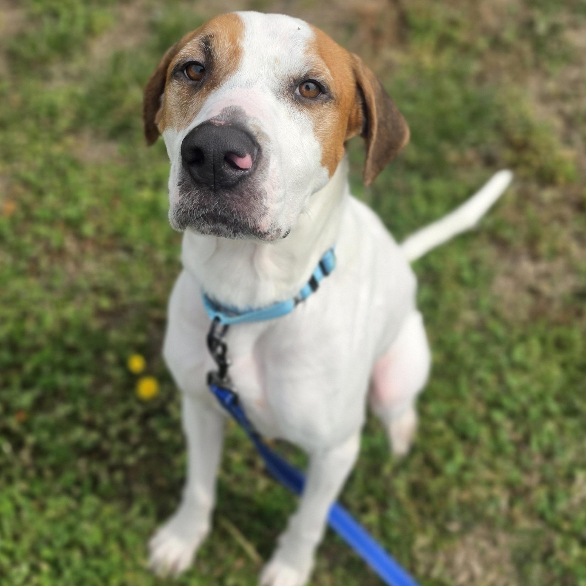 Enlarge Steven, a ADOPTABLE mixed breed in Lowell, AR image 3/5