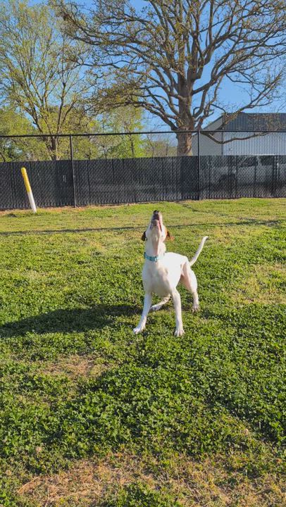 Enlarge Steven, a ADOPTABLE mixed breed in Lowell, AR video 6/6
