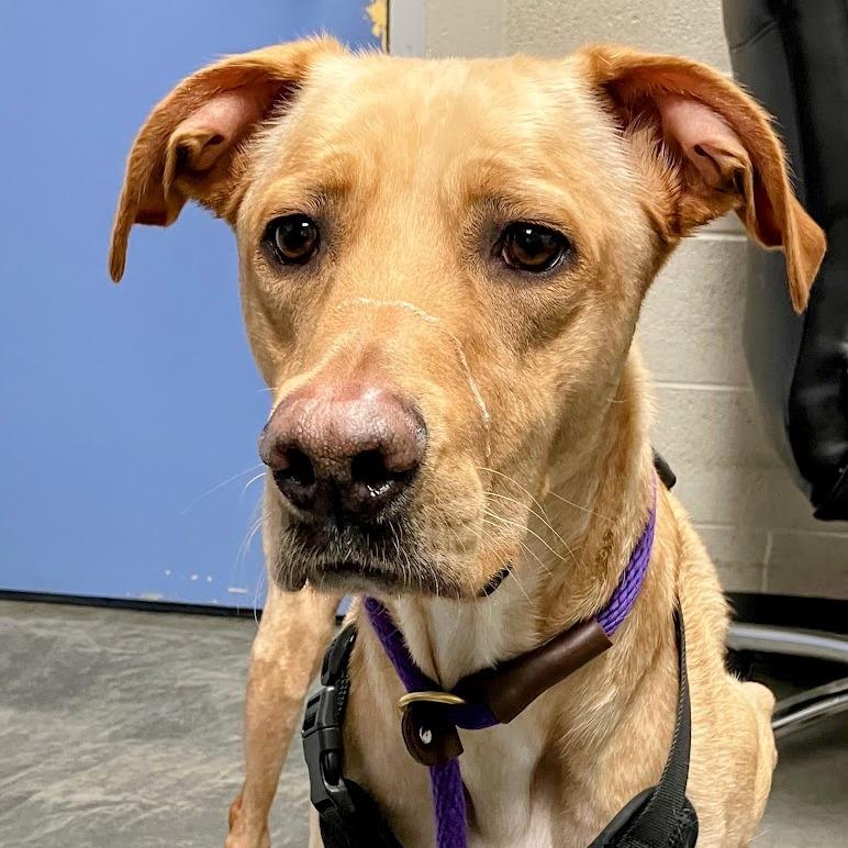 Enlarge Nash, a Adoptable Mixed Breed in DeKalb, IL image 2/4