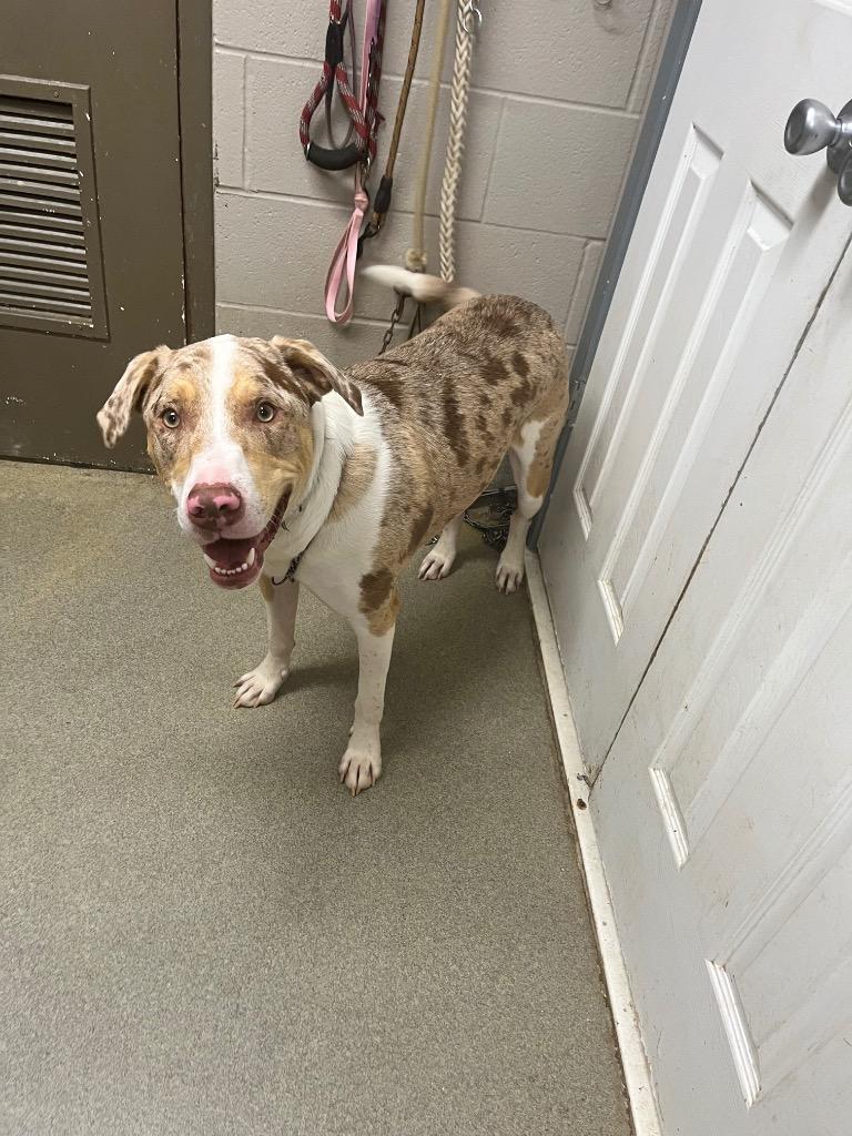 Enlarge Moose, a Adoptable Catahoula Leopard Dog in Hopkinsville, KY image 1/1