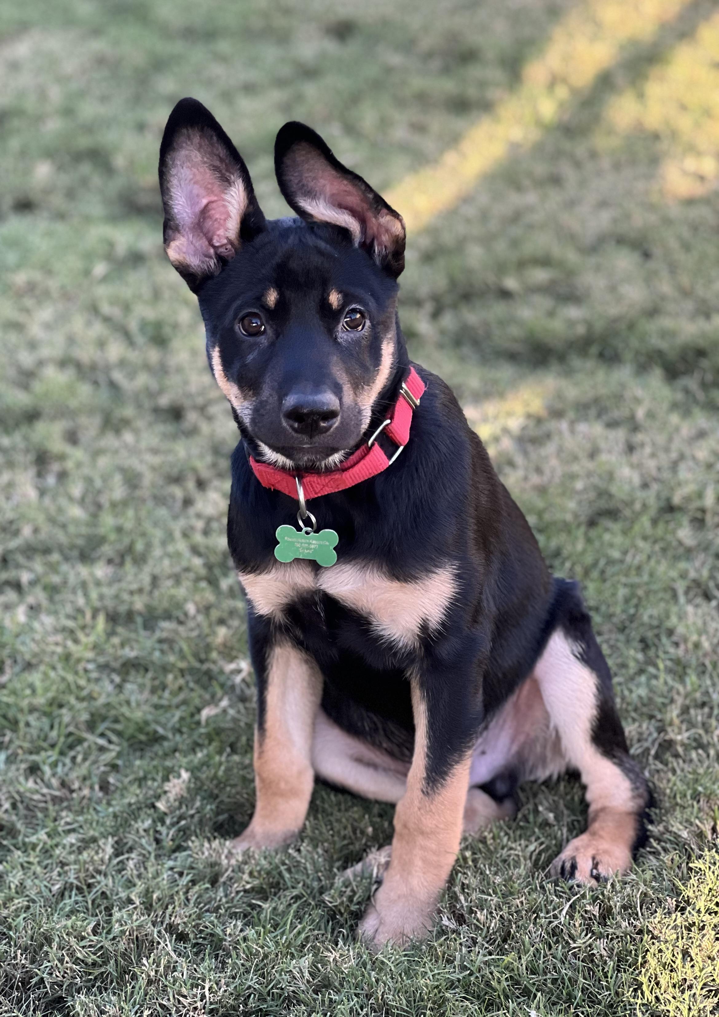 Enlarge Echo, a Adoptable mixed breed in MURRIETA, CA image 2/6