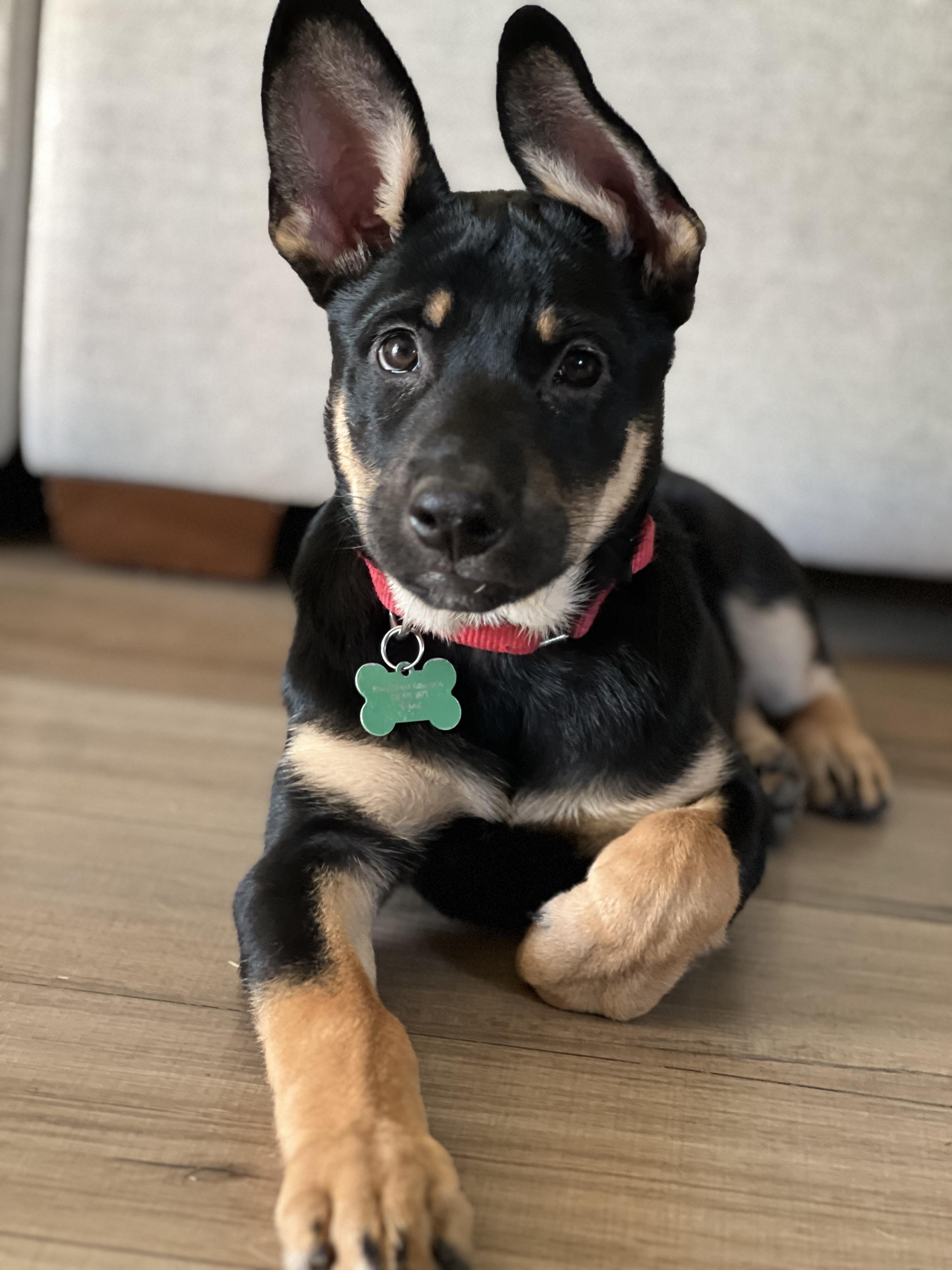 Echo, Adoptable, Puppy Male German Shepherd Dog.