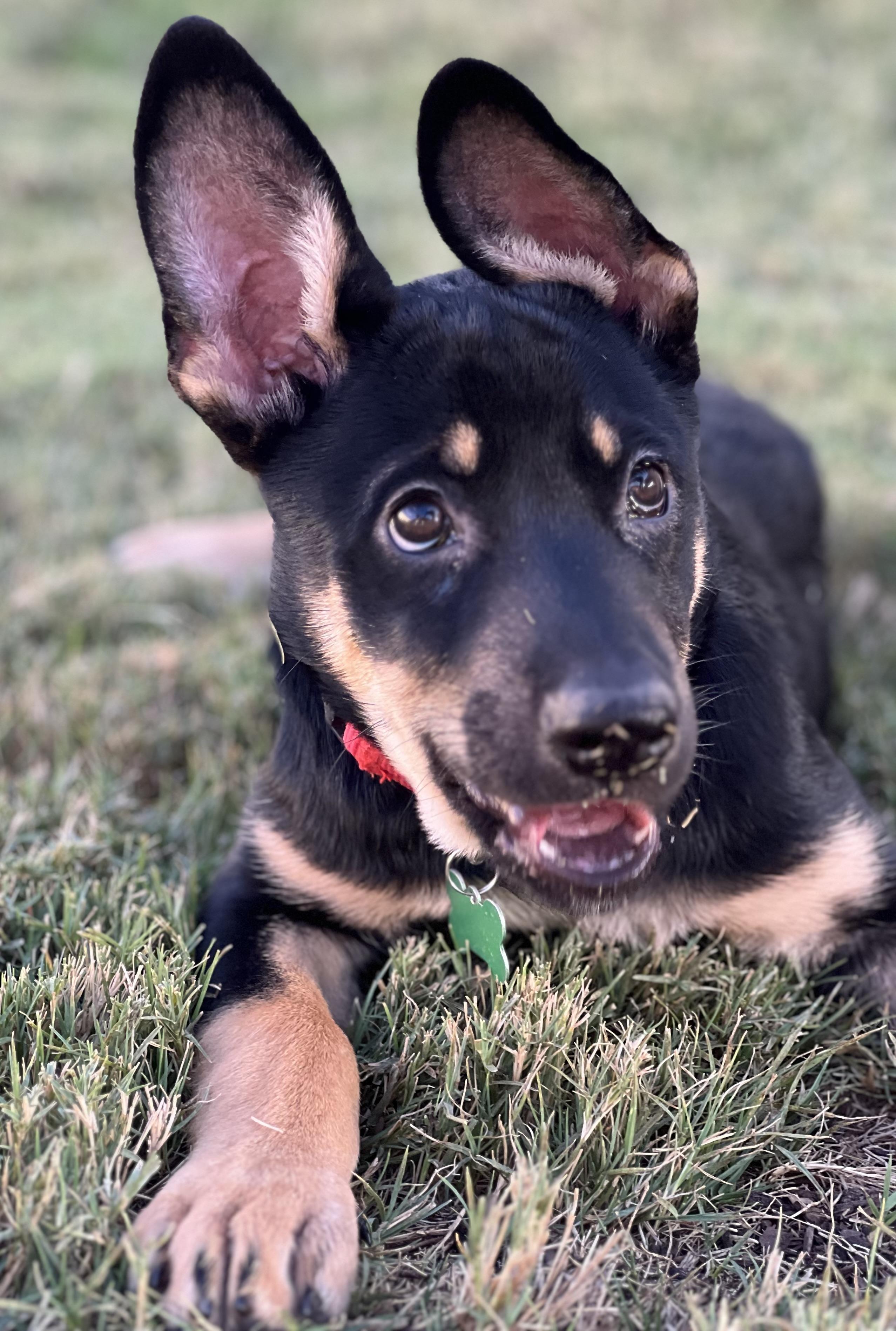 Enlarge Echo, a Adoptable mixed breed in MURRIETA, CA image 5/6