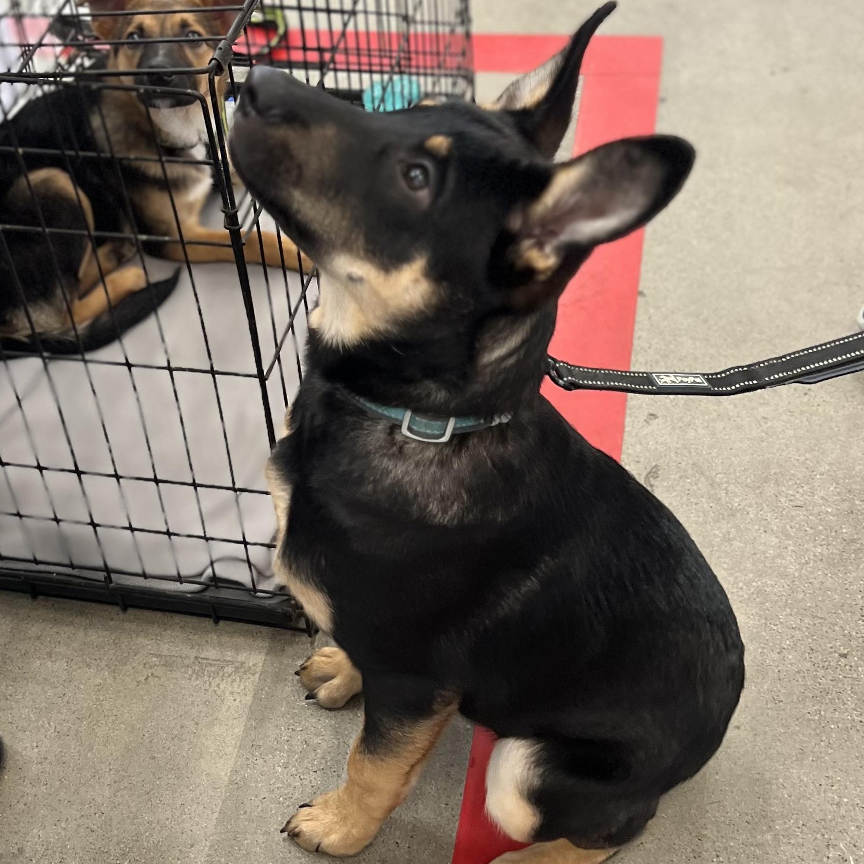 Enlarge Echo, a Adoptable mixed breed in MURRIETA, CA image 5/6