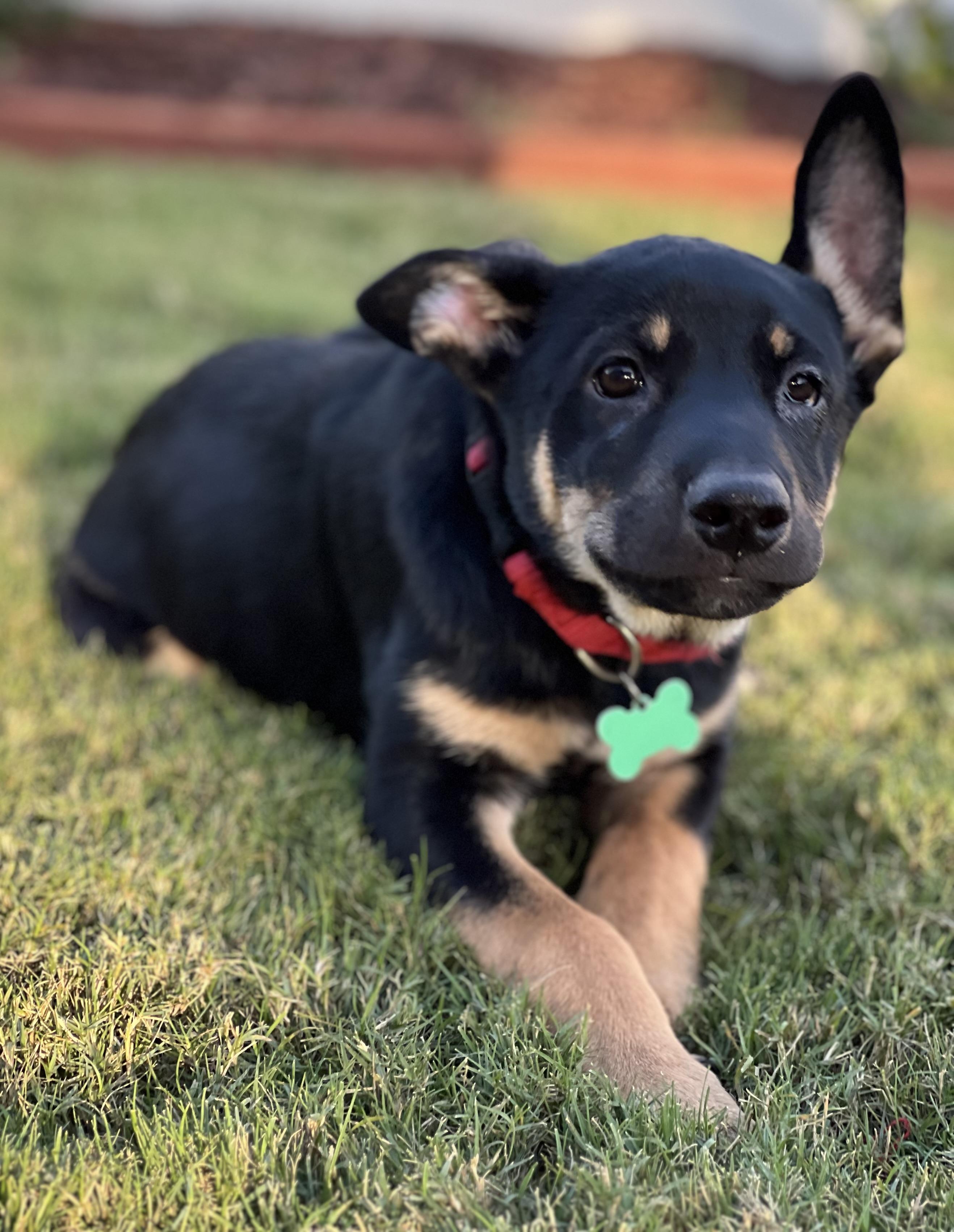 Enlarge Echo, a Adoptable mixed breed in MURRIETA, CA image 6/6