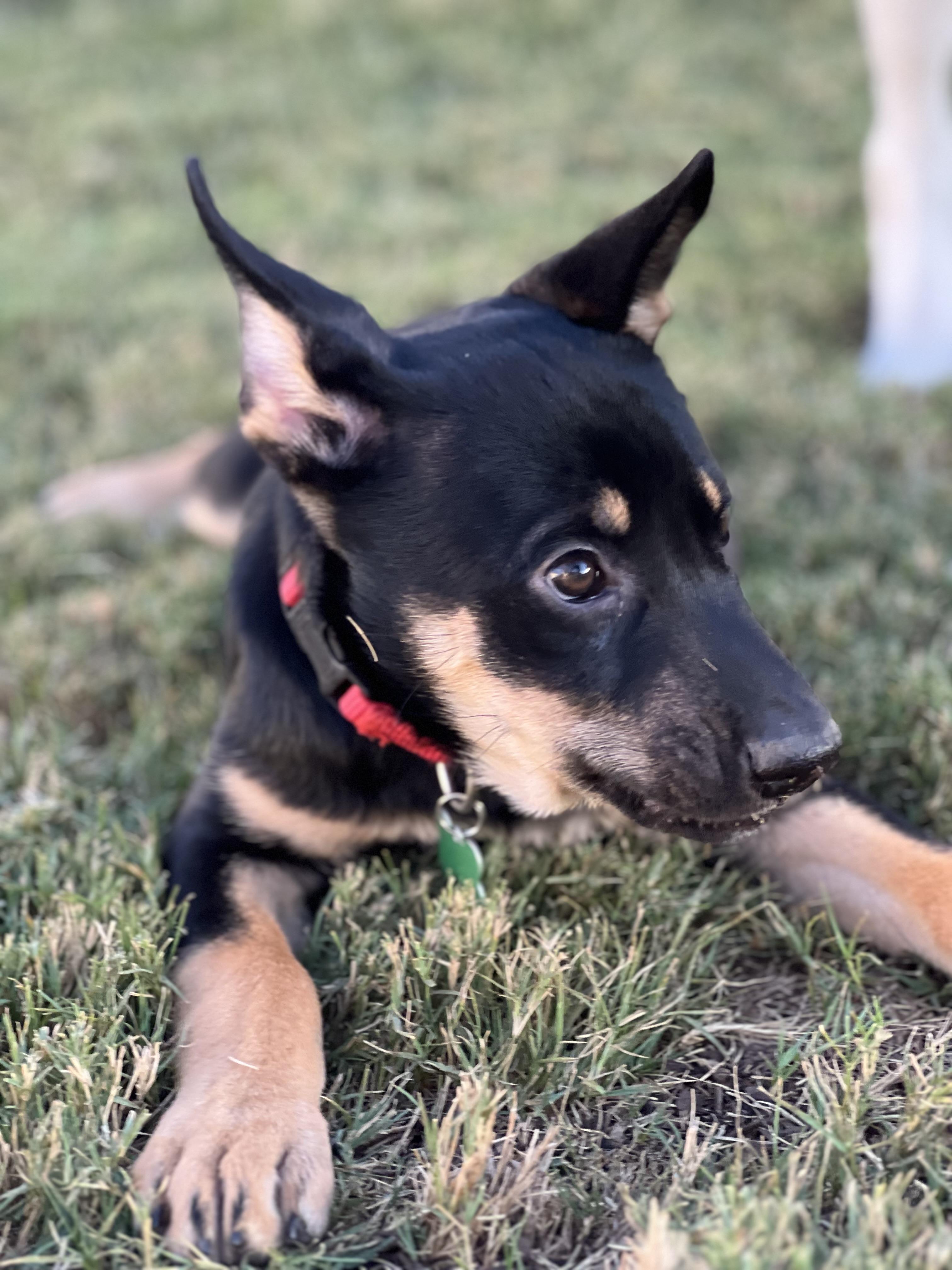 Enlarge Echo, a Adoptable mixed breed in MURRIETA, CA image 3/6