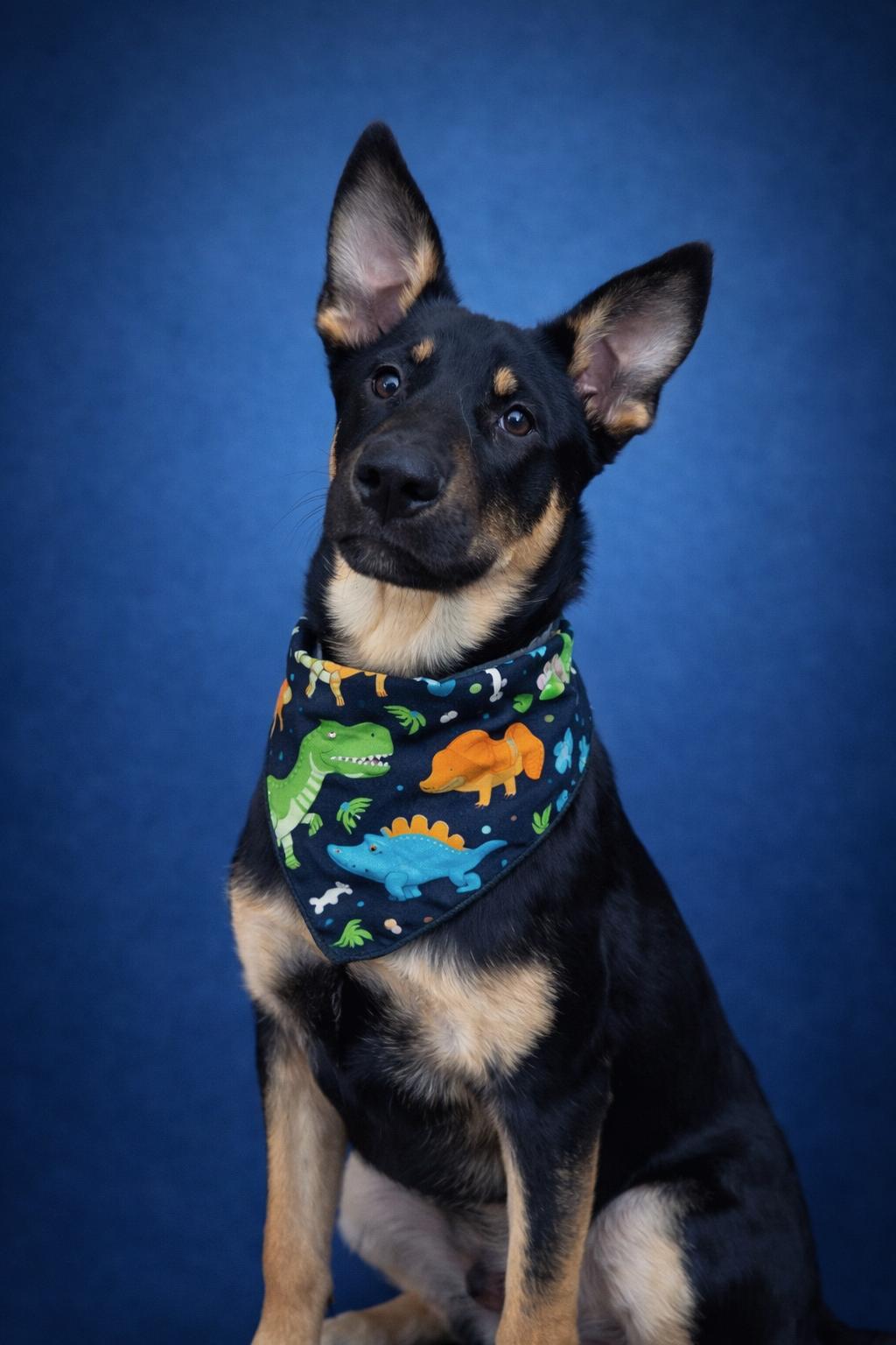 Echo, Adoptable, Puppy Male German Shepherd Dog.