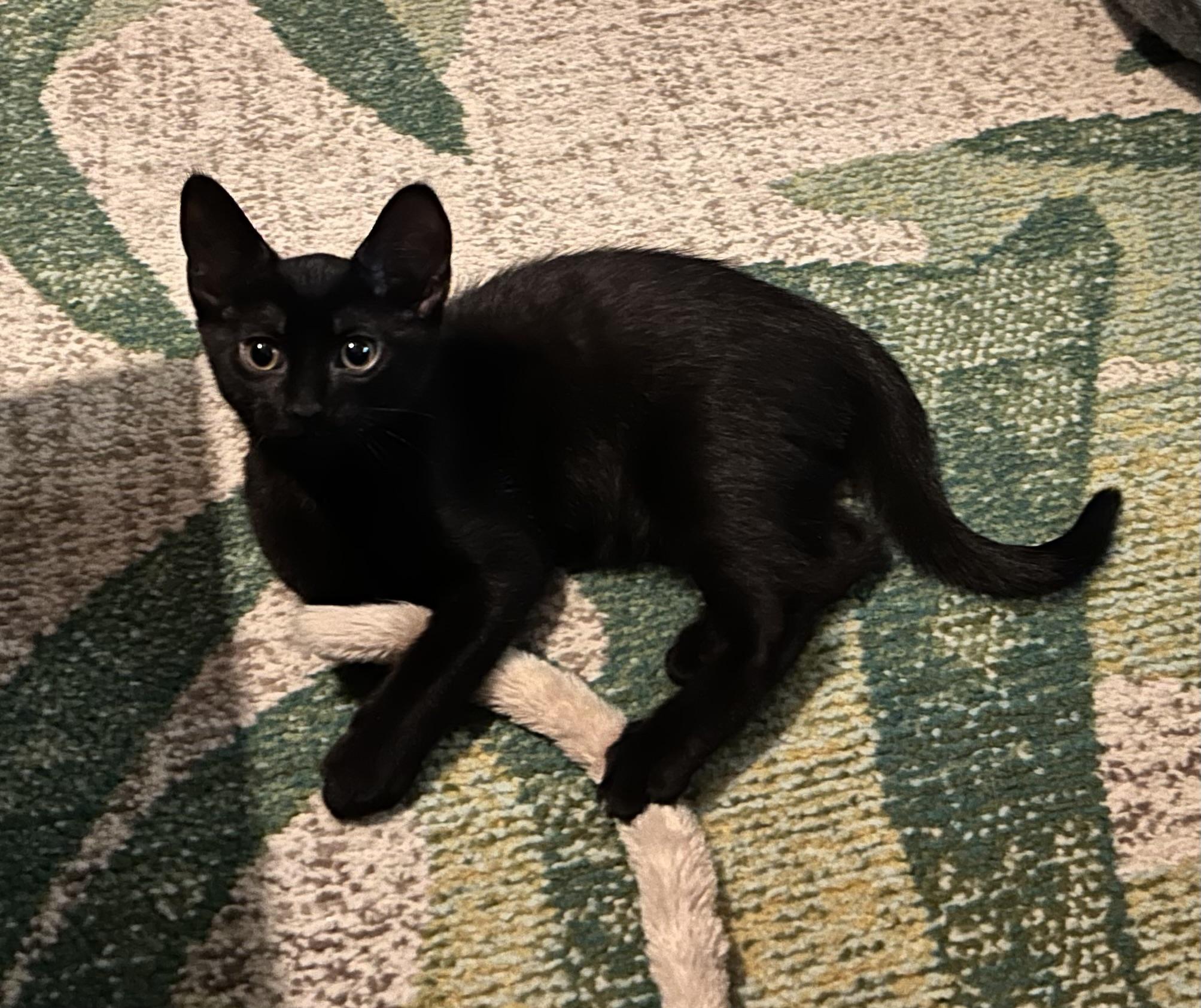 Toast, Baby Male unknown