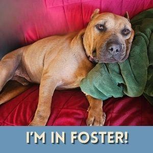 Enlarge CAPPY, a Adoptable mixed breed in Alameda, CA image 1/1