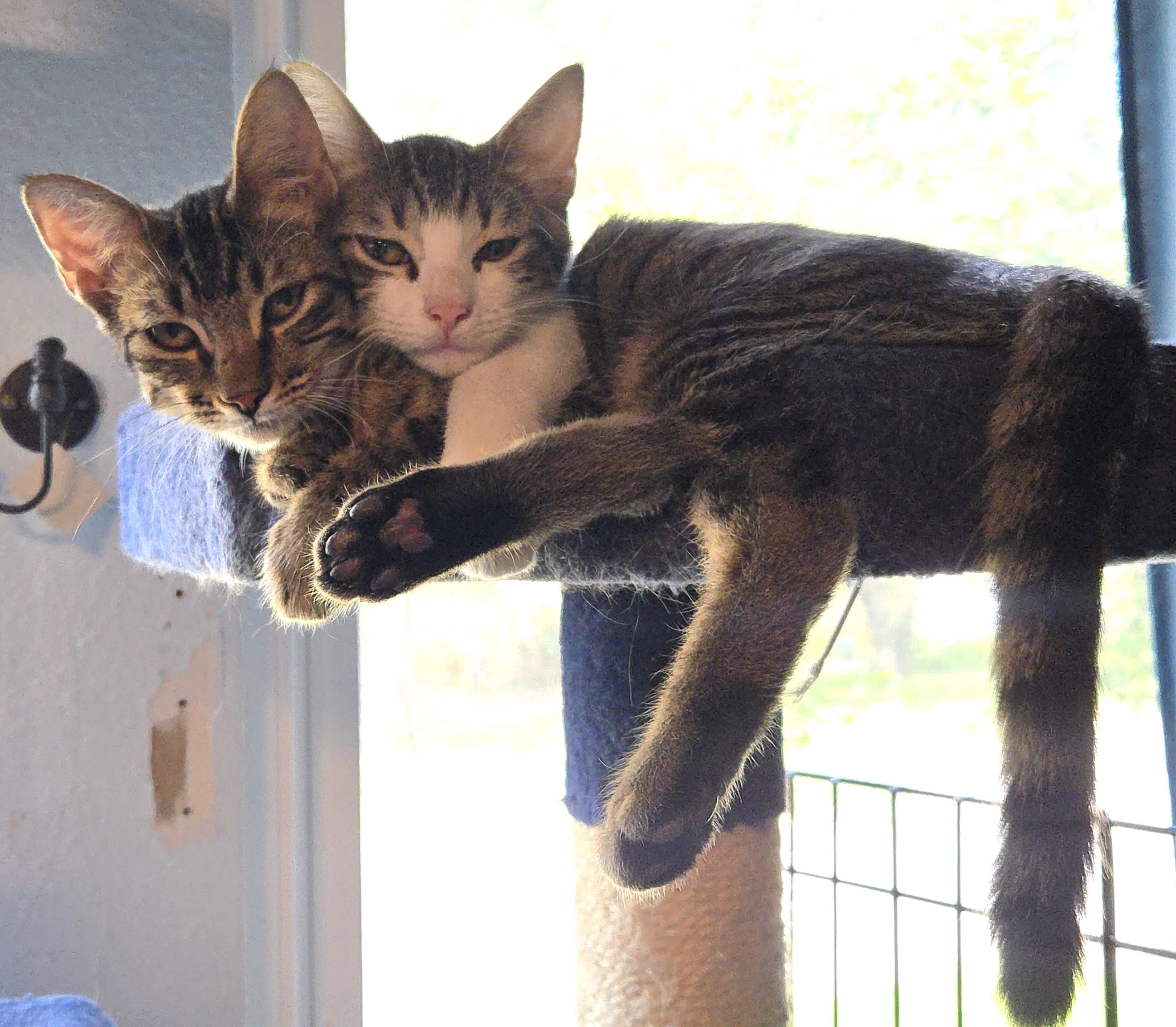 Hugsy and Meer