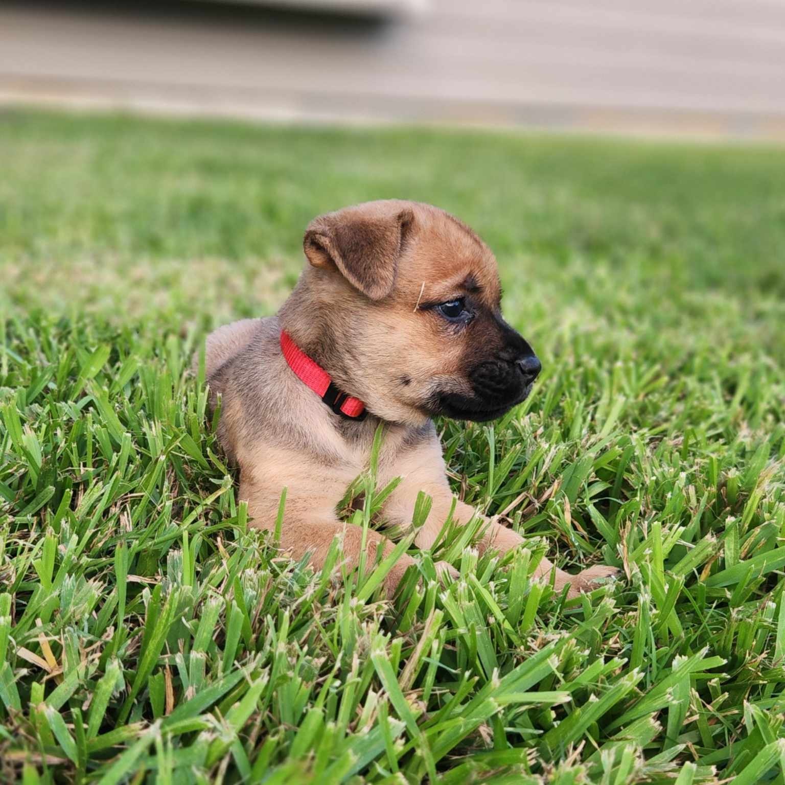 Dog for adoption Detroit, a Labrador Retriever Mix in Kennewick , WA