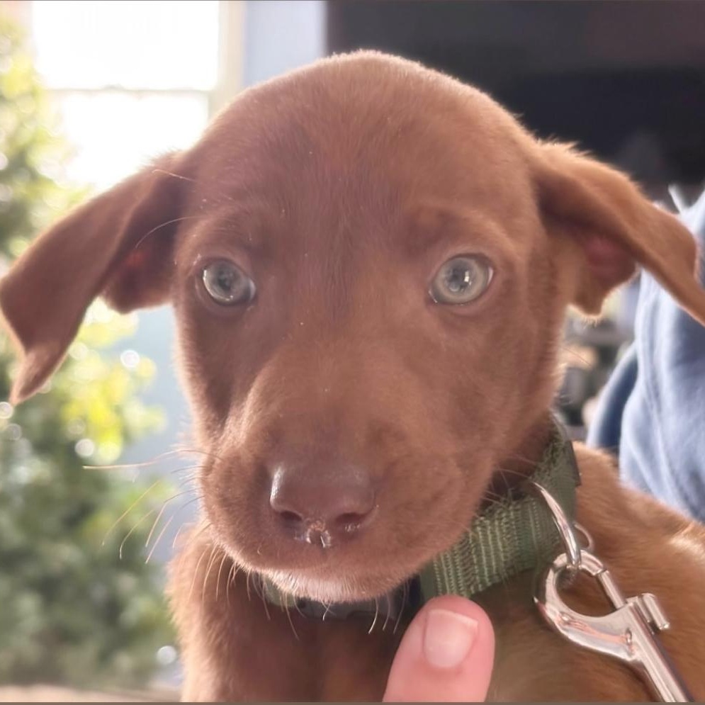 Dove, a Adoptable mixed breed in Yaphank, NY image 2/2