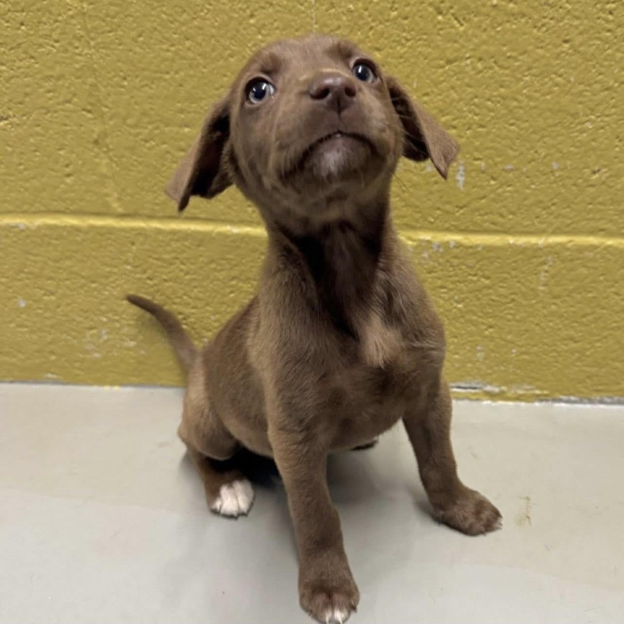 Dove, Adoptable, Puppy Female Labrador Retriever & Mixed Breed.