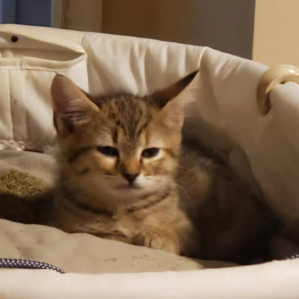 Laurel, Adoptable, Kitten Female Domestic Short Hair.