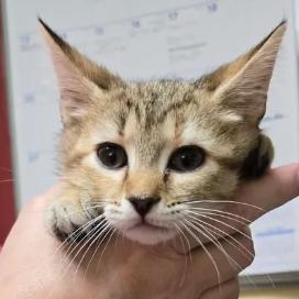Enlarge Laurel, a Adoptable Domestic Short Hair in Shinnston, WV image 2/2