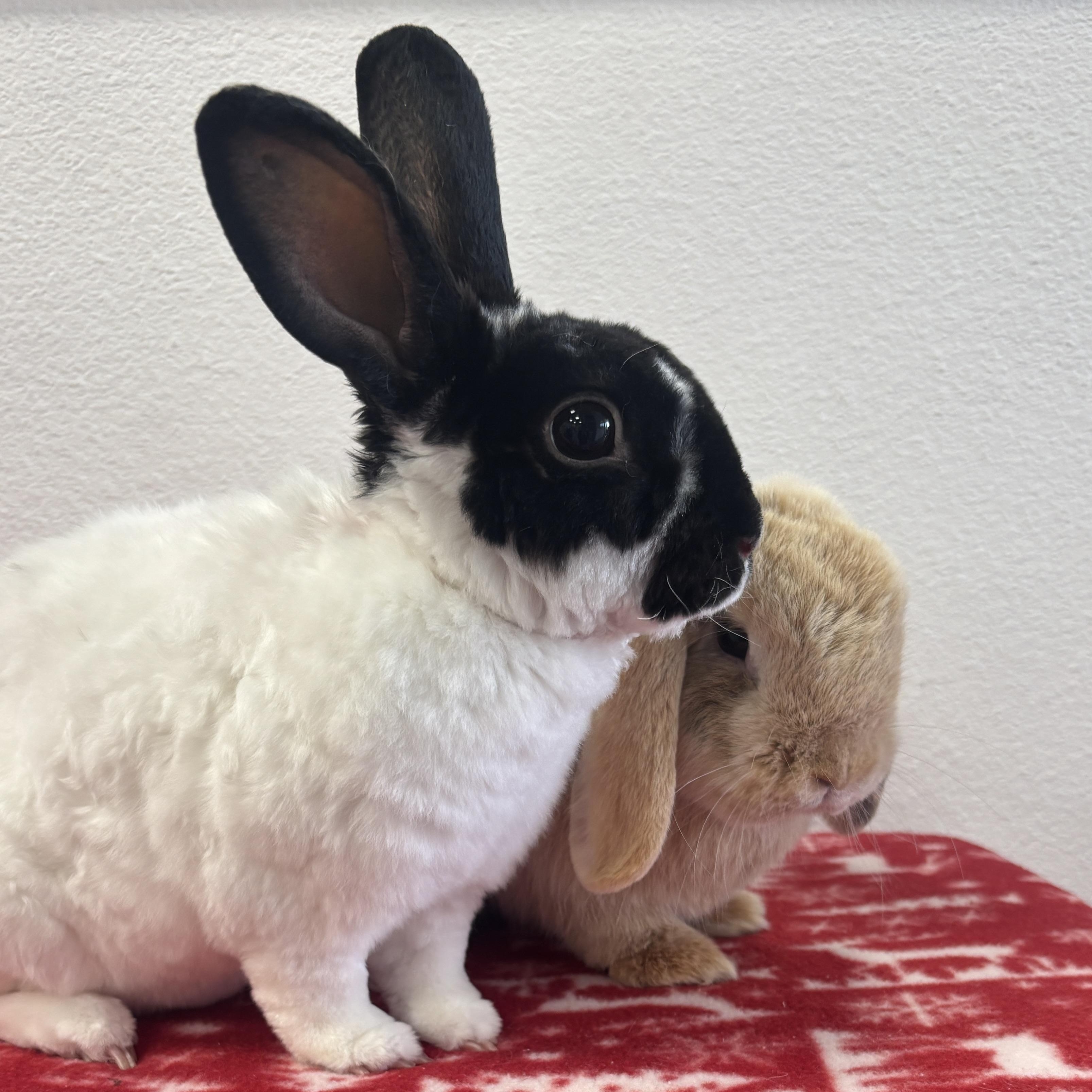 Enlarge Rover, an adopted Bunny Rabbit in Long Beach, CA image 2/2