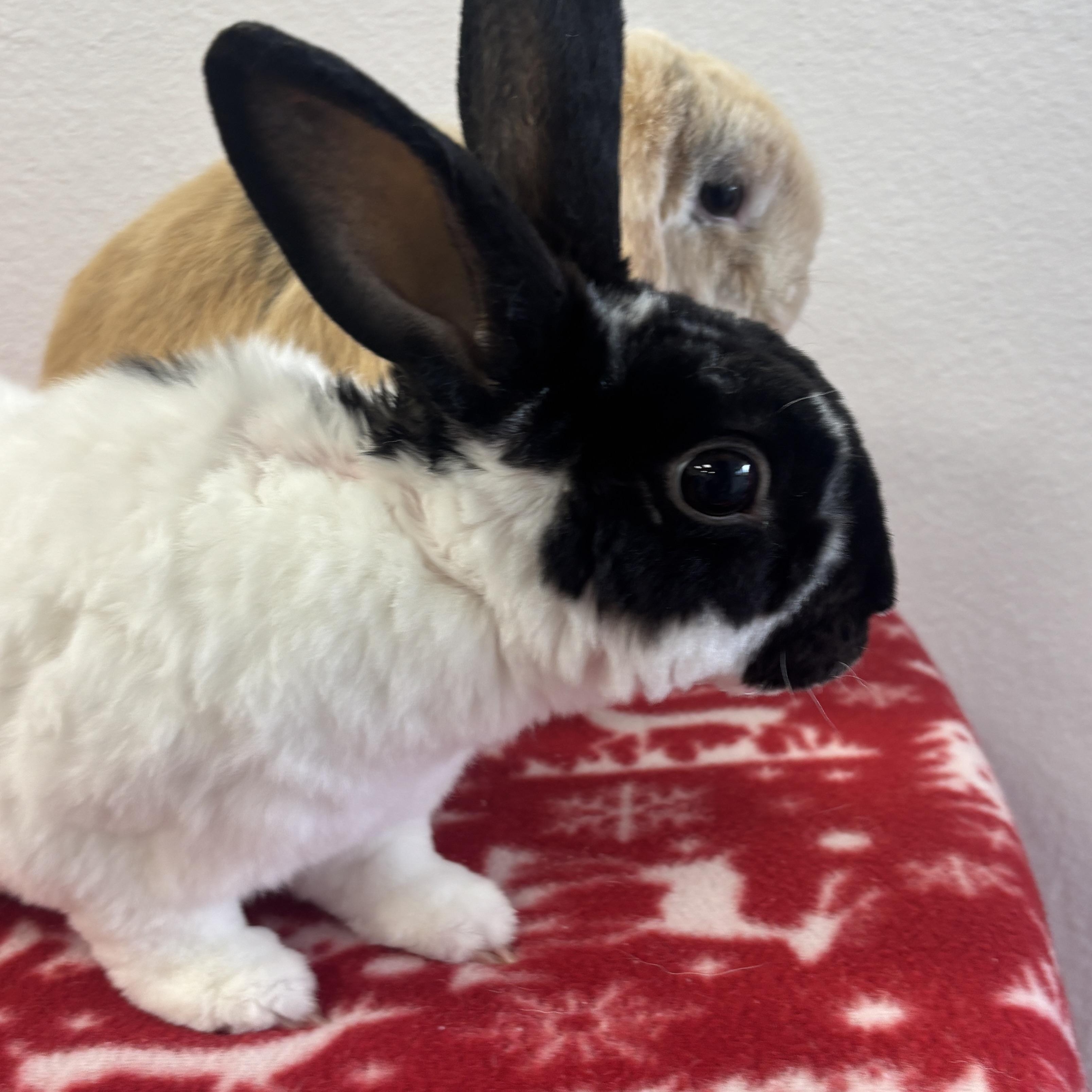 Rover, adopted, Adult Male Bunny Rabbit.