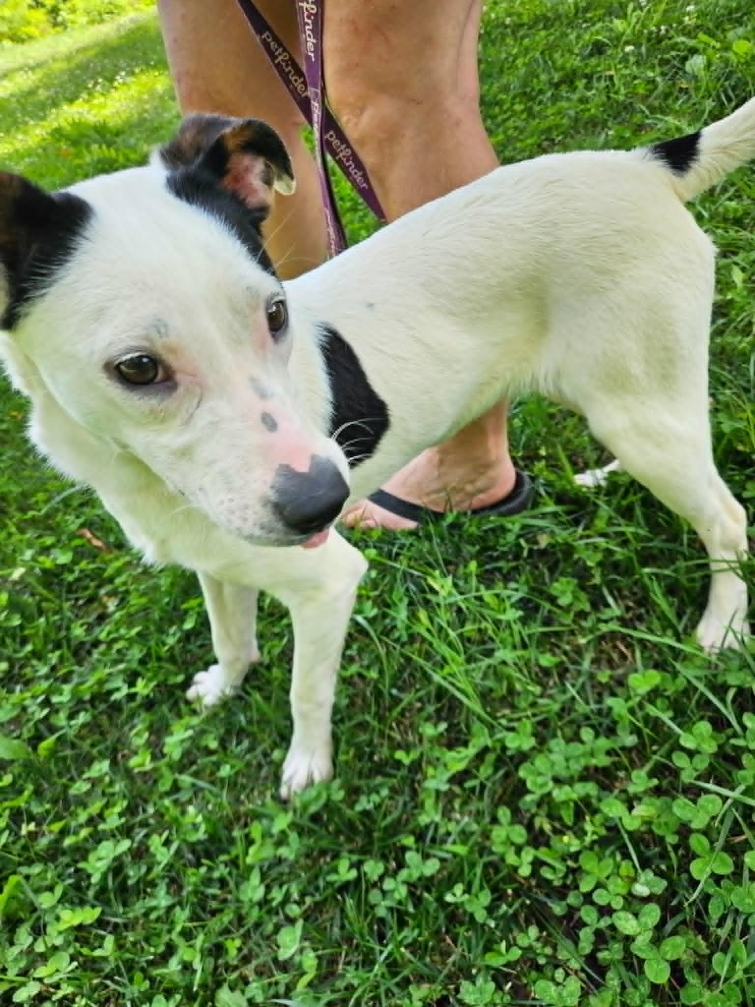 Dottie, an adopted mixed breed in Hilham, TN image 4/4