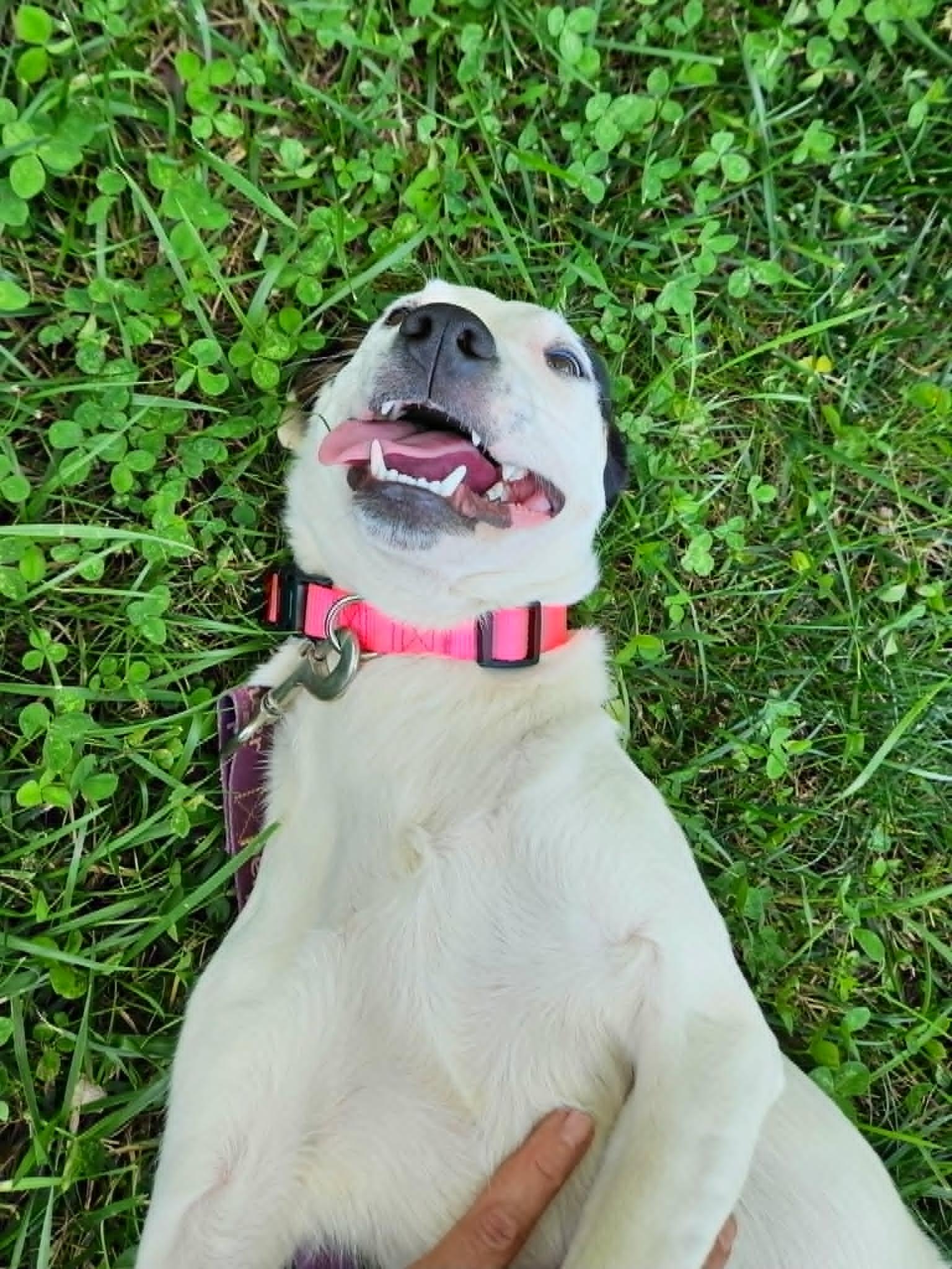 Dottie, an adopted mixed breed in Hilham, TN image 3/4