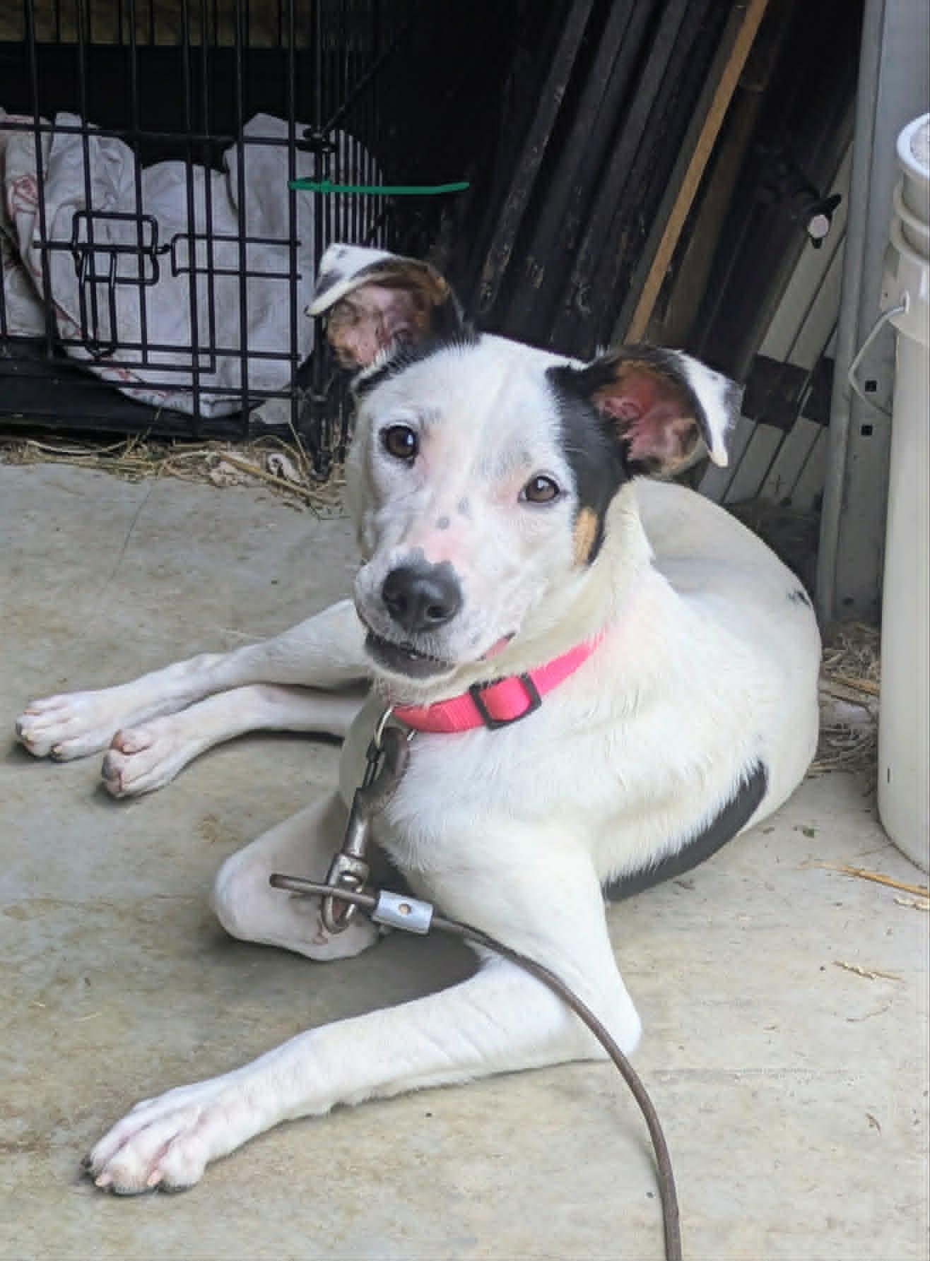 Dottie, an adopted mixed breed in Hilham, TN image 2/4