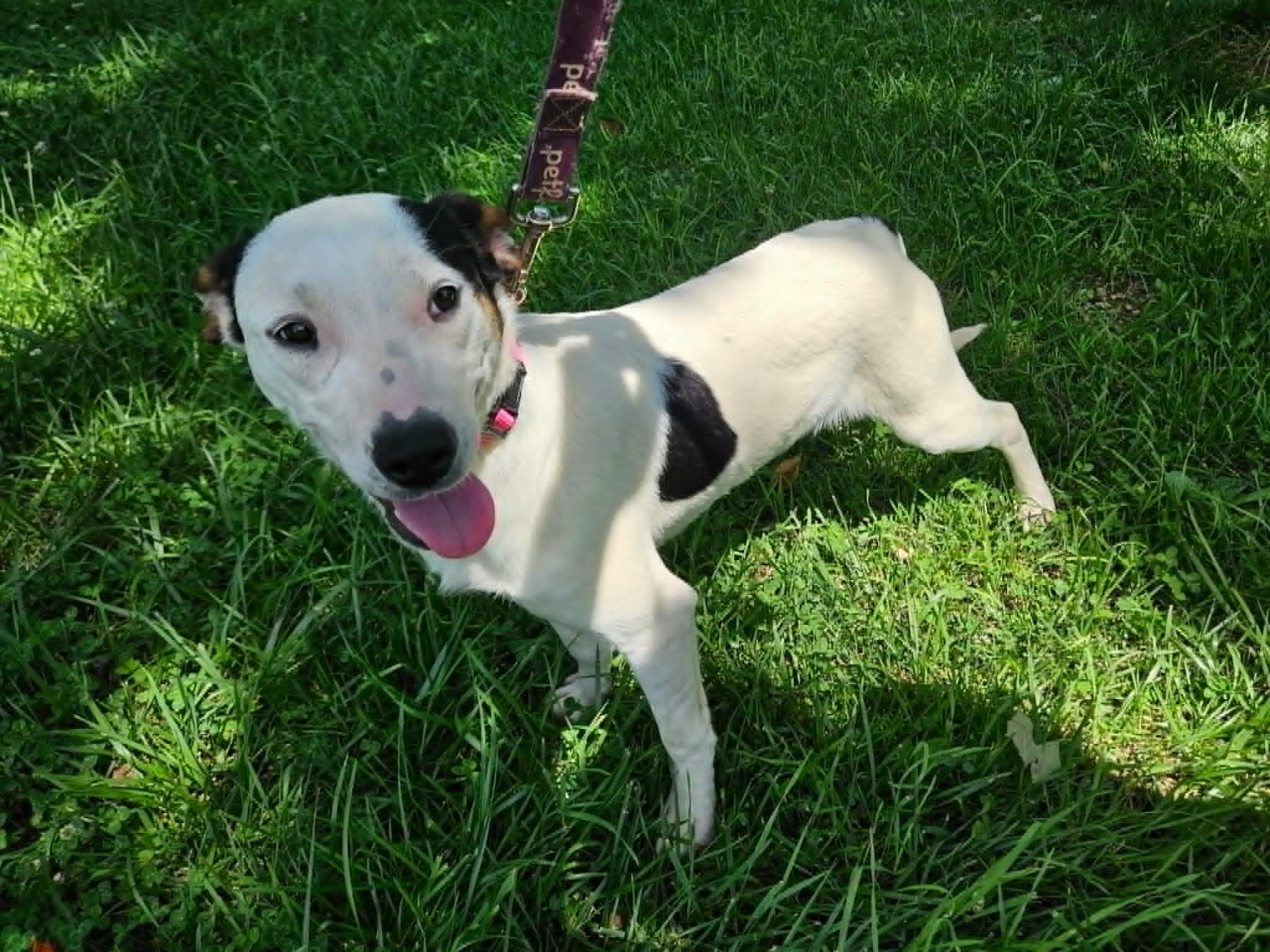 Dottie, an adopted mixed breed in Hilham, TN image 1/4