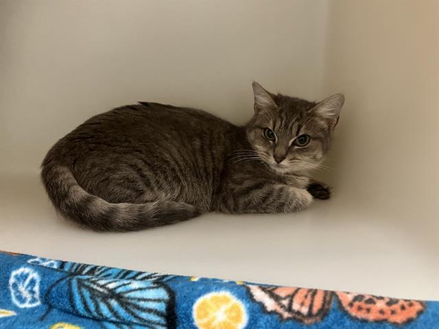 MANDY, Adoptable, Kitten Female Domestic Short Hair.