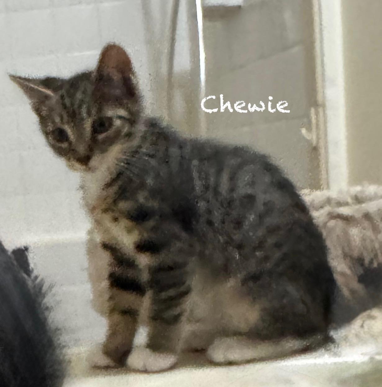 Chewie