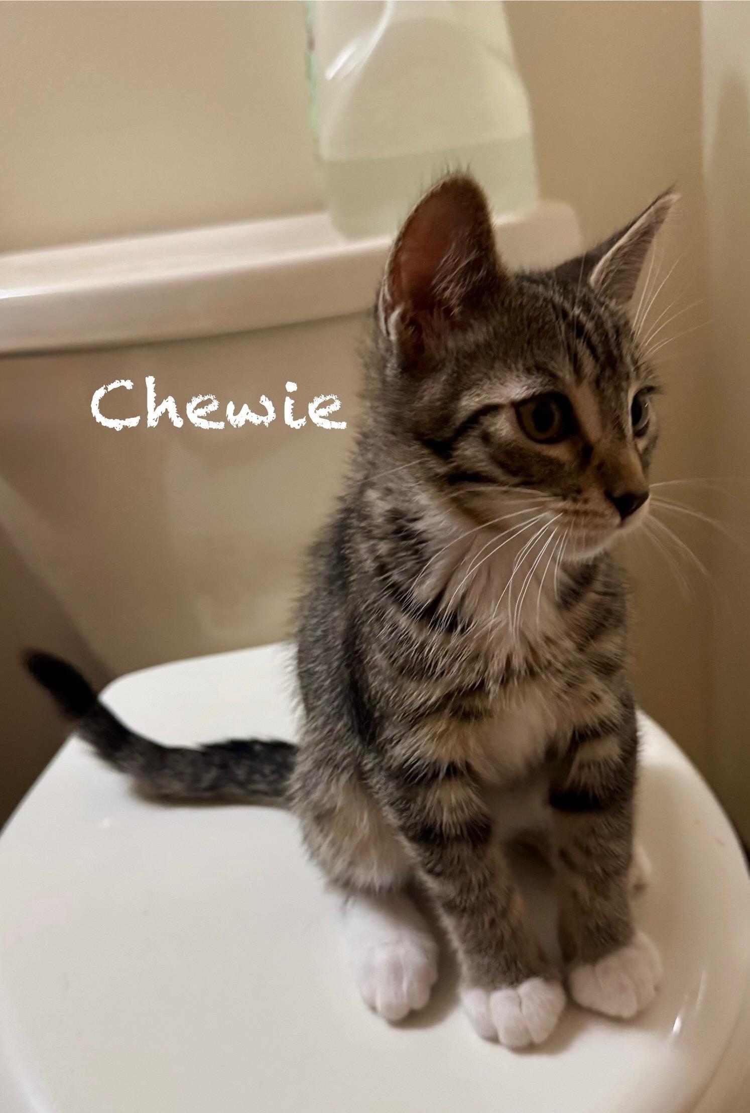Chewie