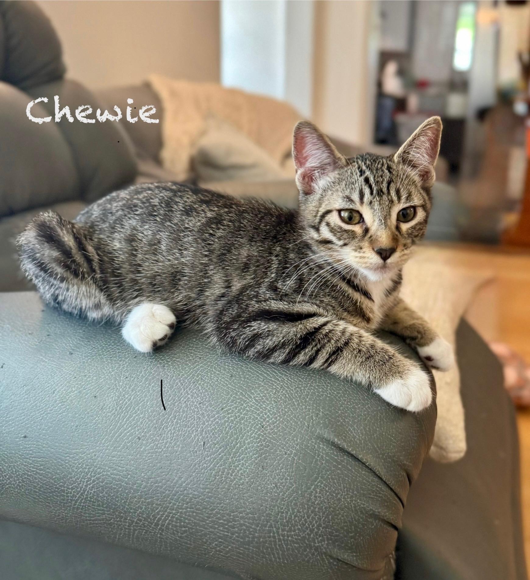 Chewie
