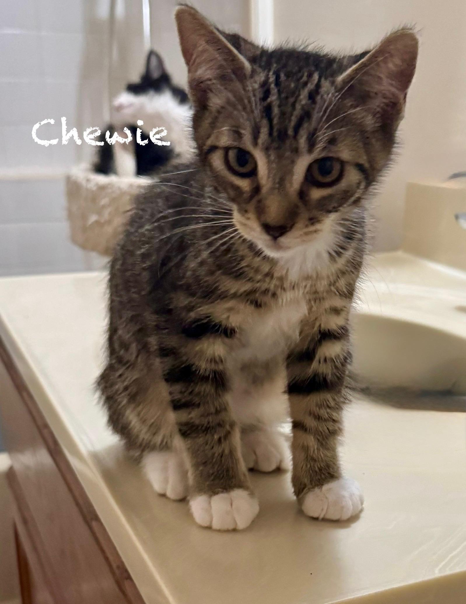 Chewie