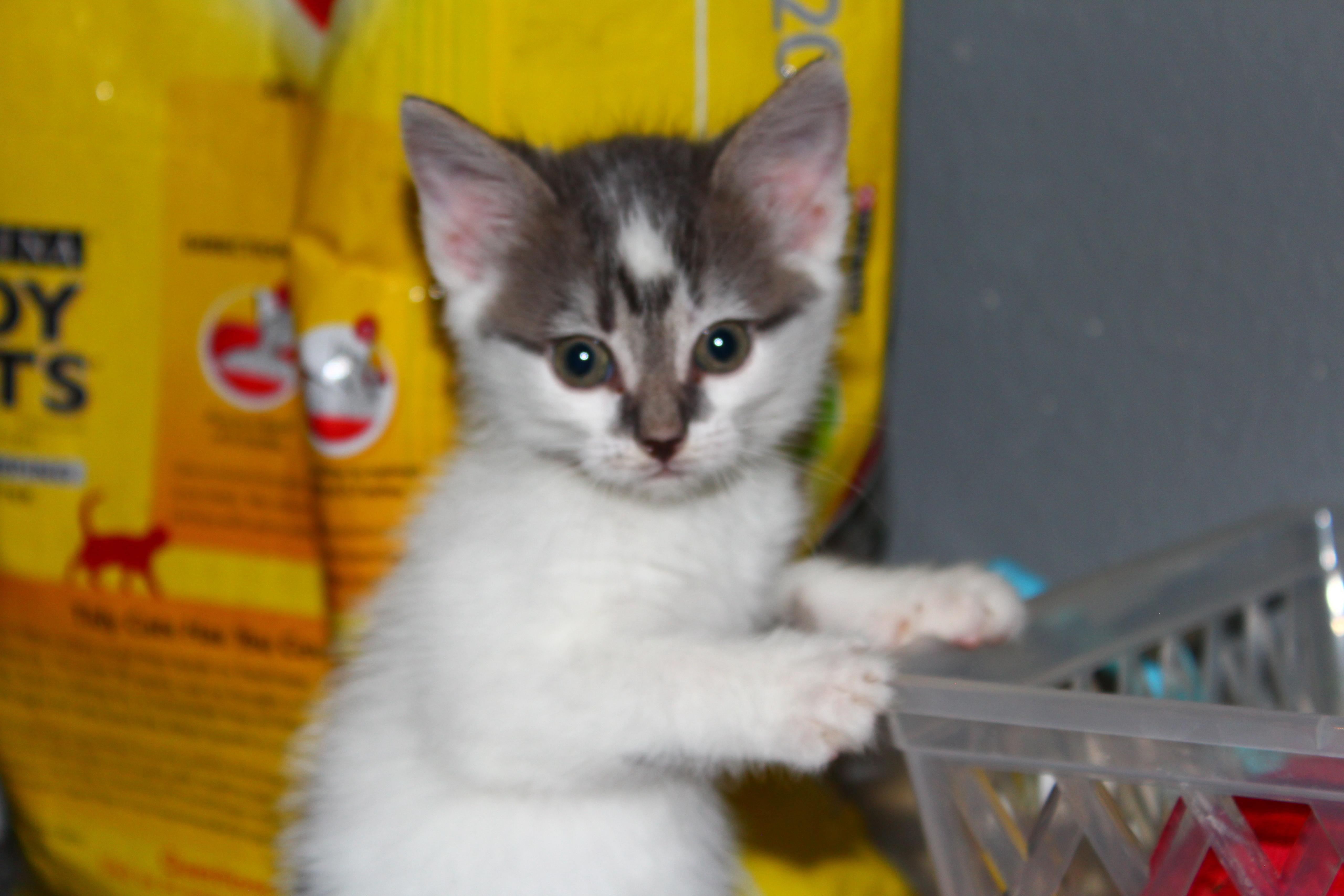 Enlarge Nico di Angelo, a Adopted Domestic Short Hair in St Petersburg, FL image 1/4