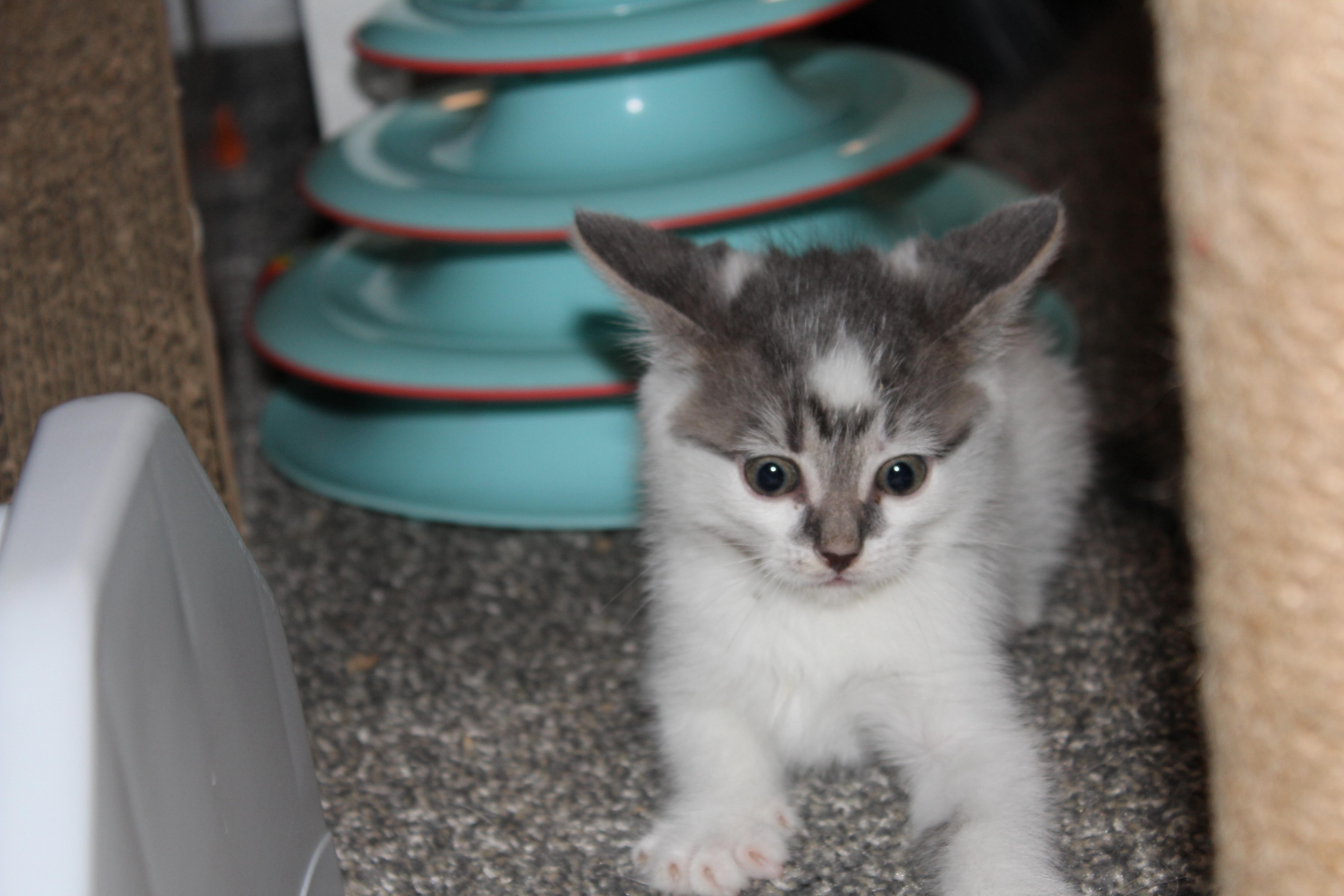 Enlarge Nico di Angelo, a Adopted Domestic Short Hair in St Petersburg, FL image 2/4