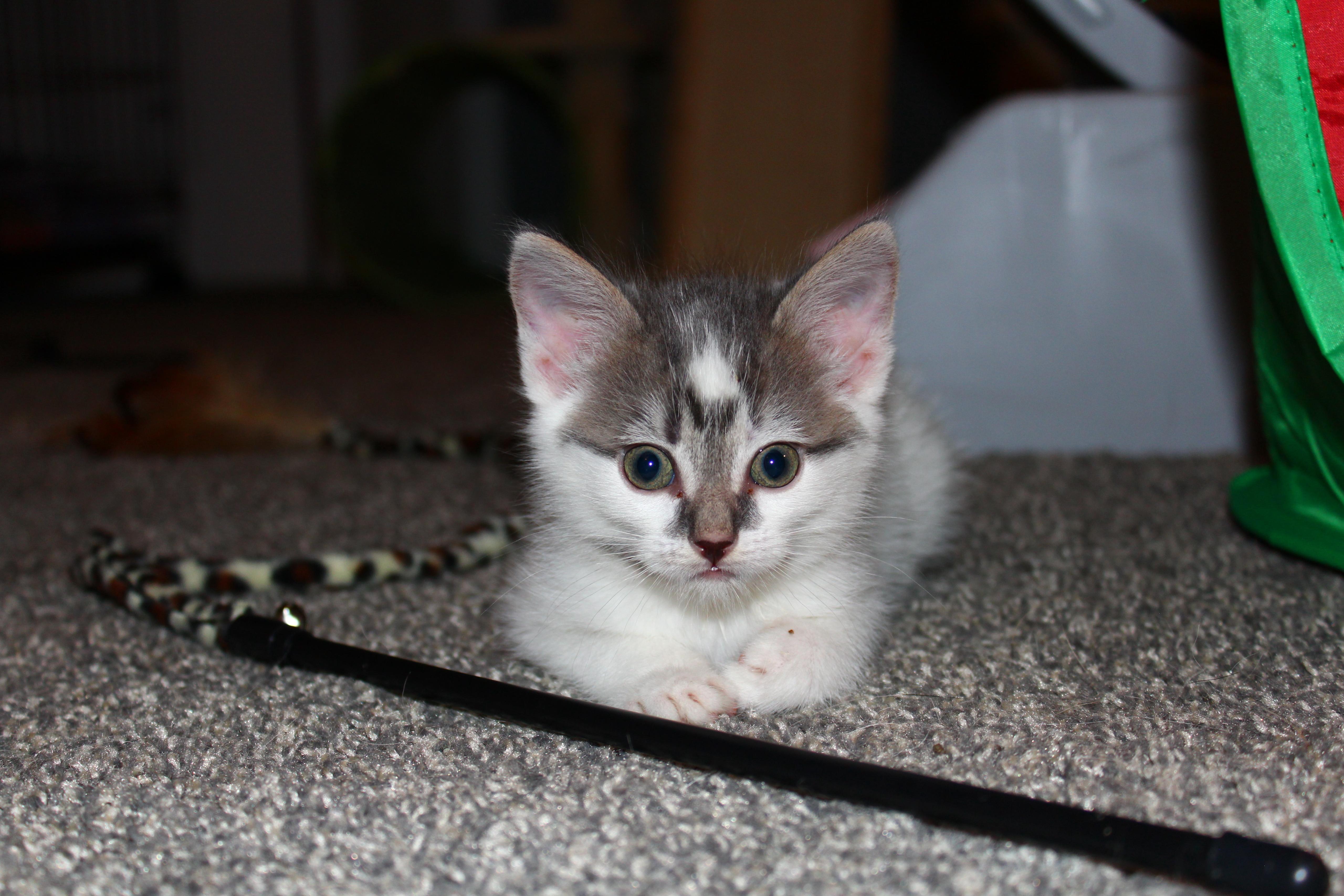 Enlarge Nico di Angelo, a Adopted Domestic Short Hair in St Petersburg, FL image 3/4