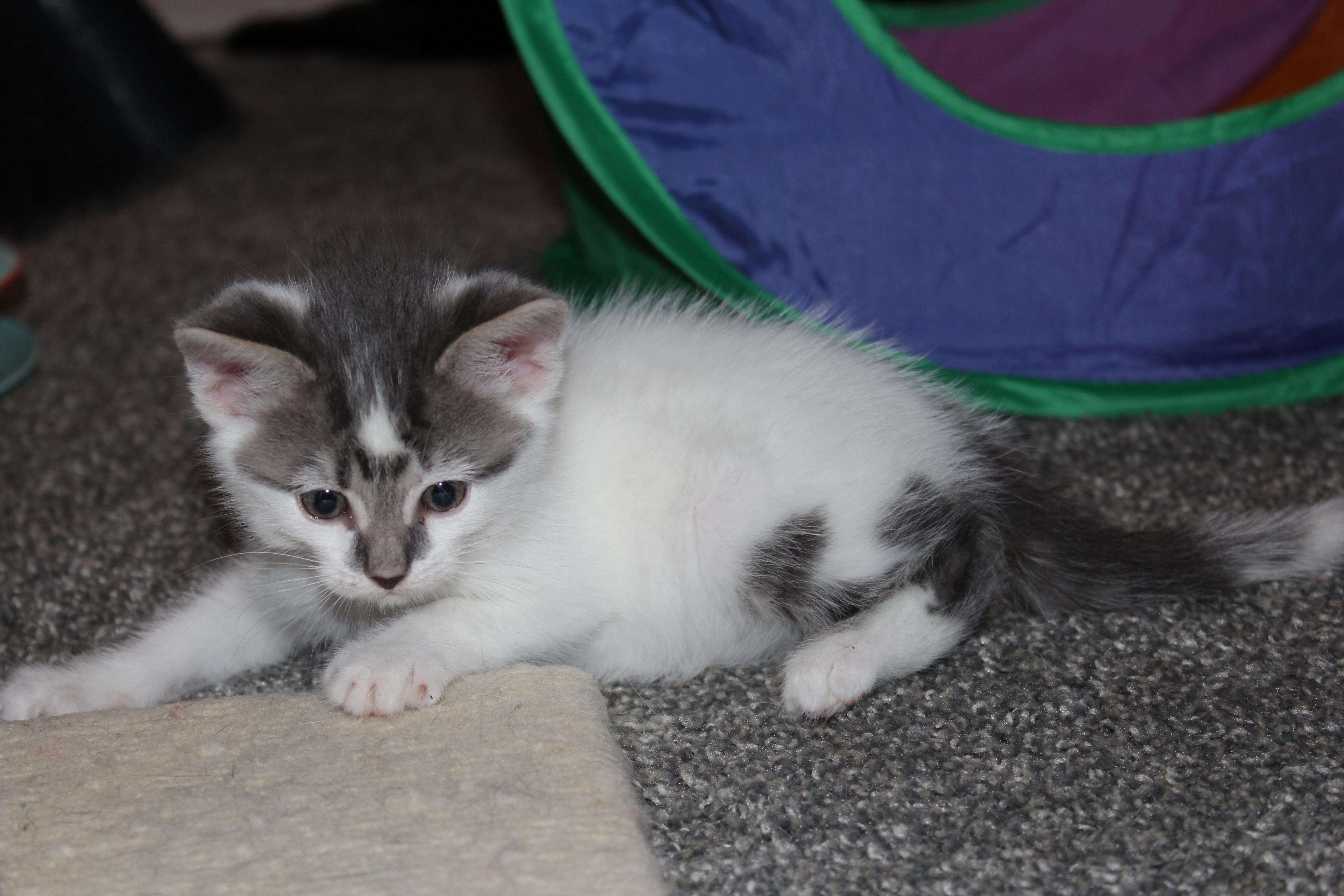 Enlarge Nico di Angelo, a Adopted Domestic Short Hair in St Petersburg, FL image 4/4