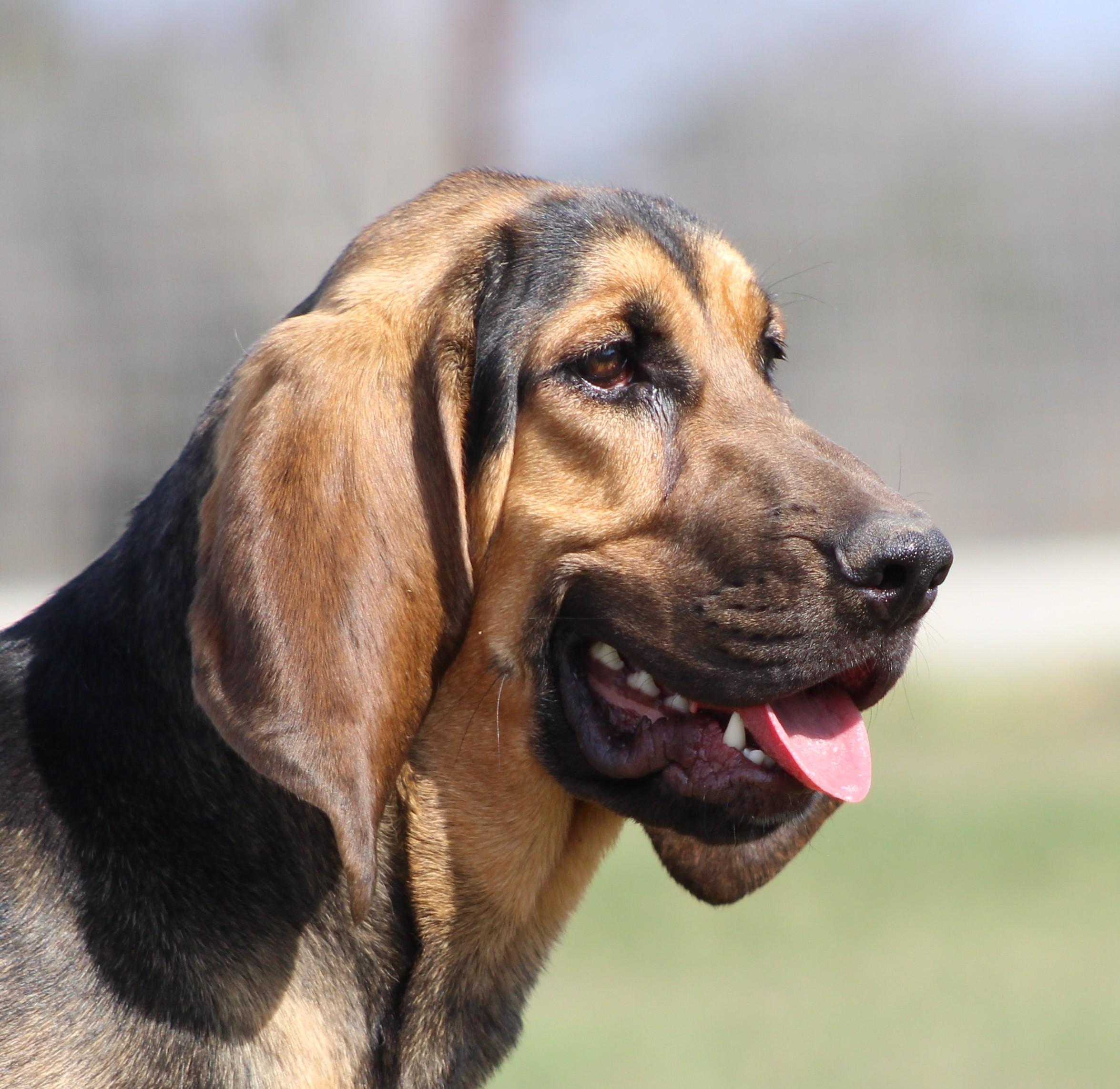 Enlarge Wanda, a ADOPTABLE Bloodhound in Temple, TX image 2/6