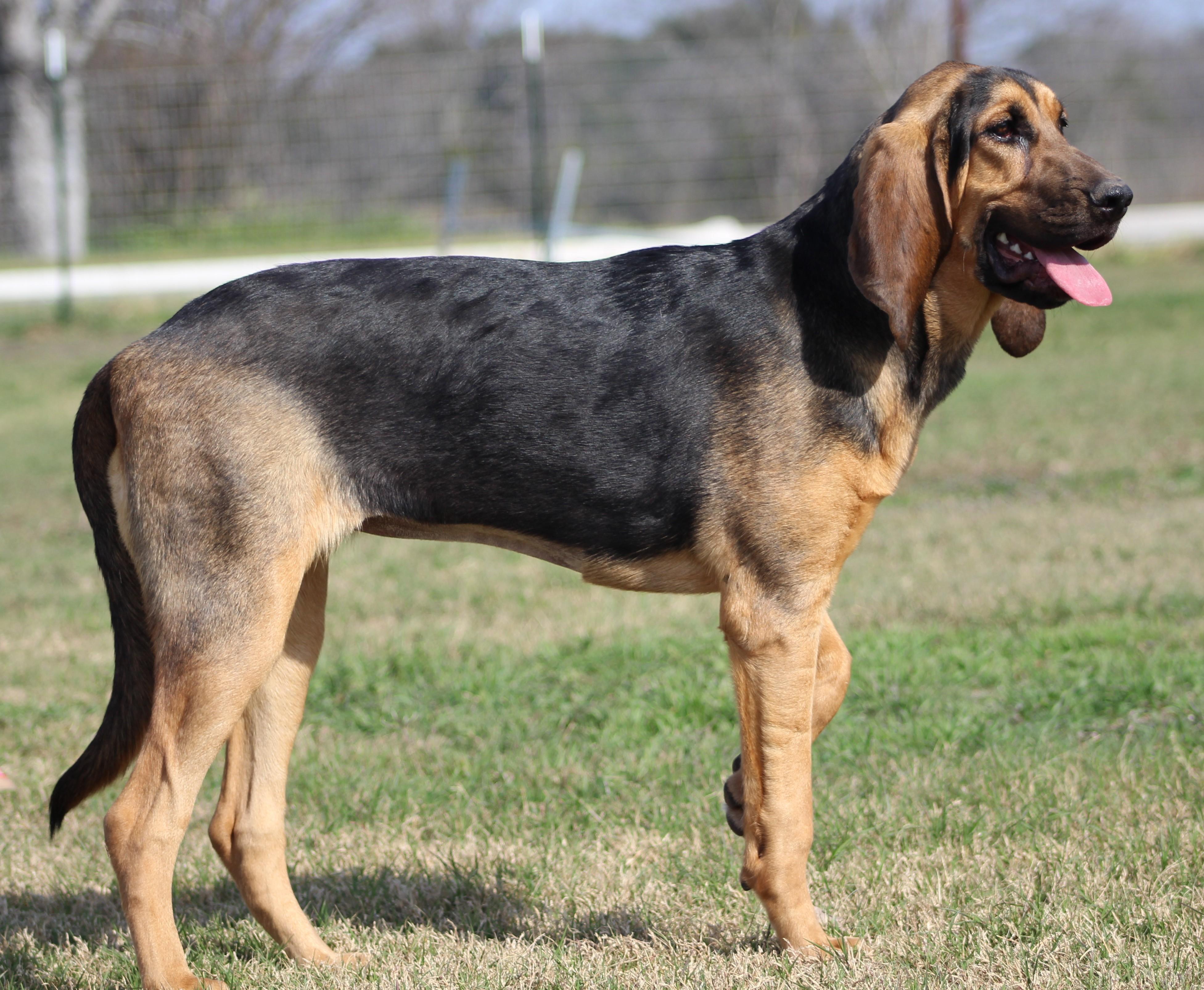 Enlarge Wanda, a ADOPTABLE Bloodhound in Temple, TX image 4/6