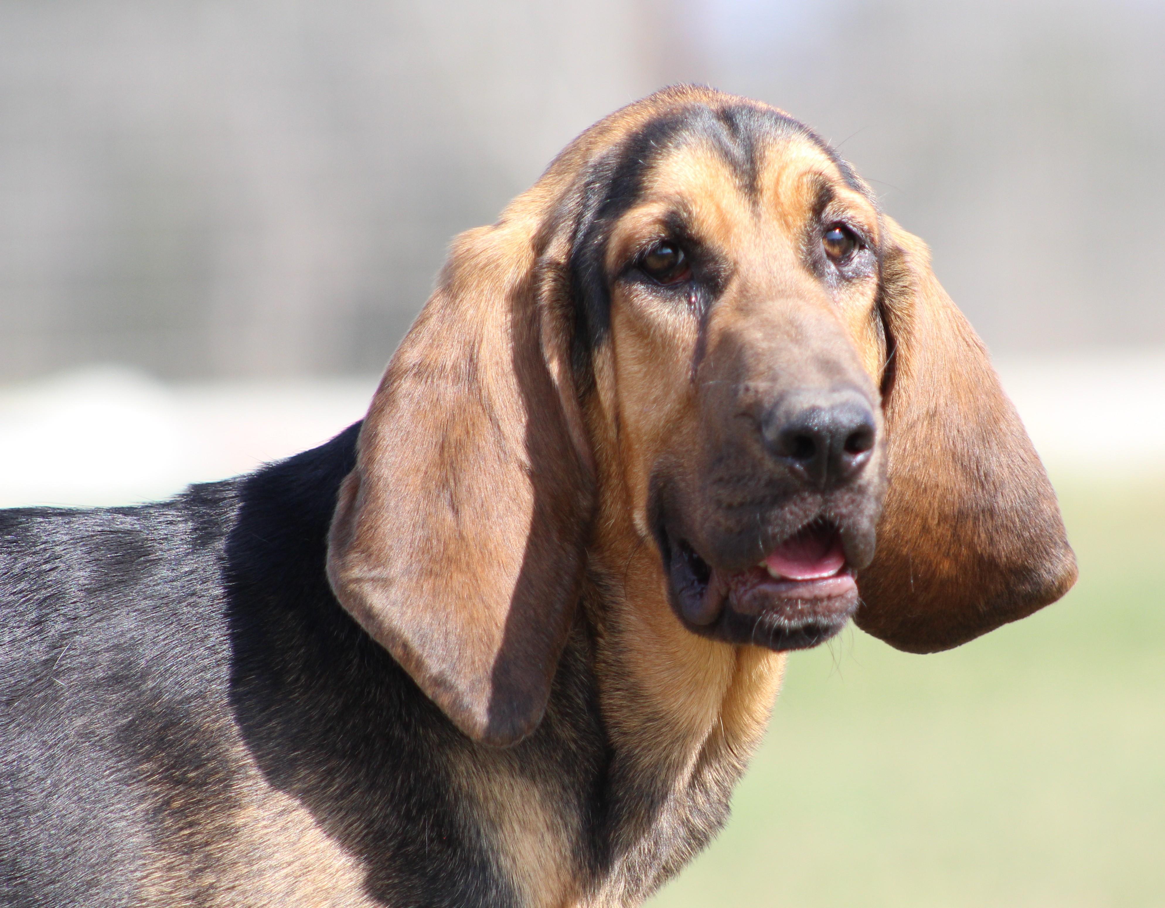 Enlarge Wanda, a ADOPTABLE Bloodhound in Temple, TX image 1/6