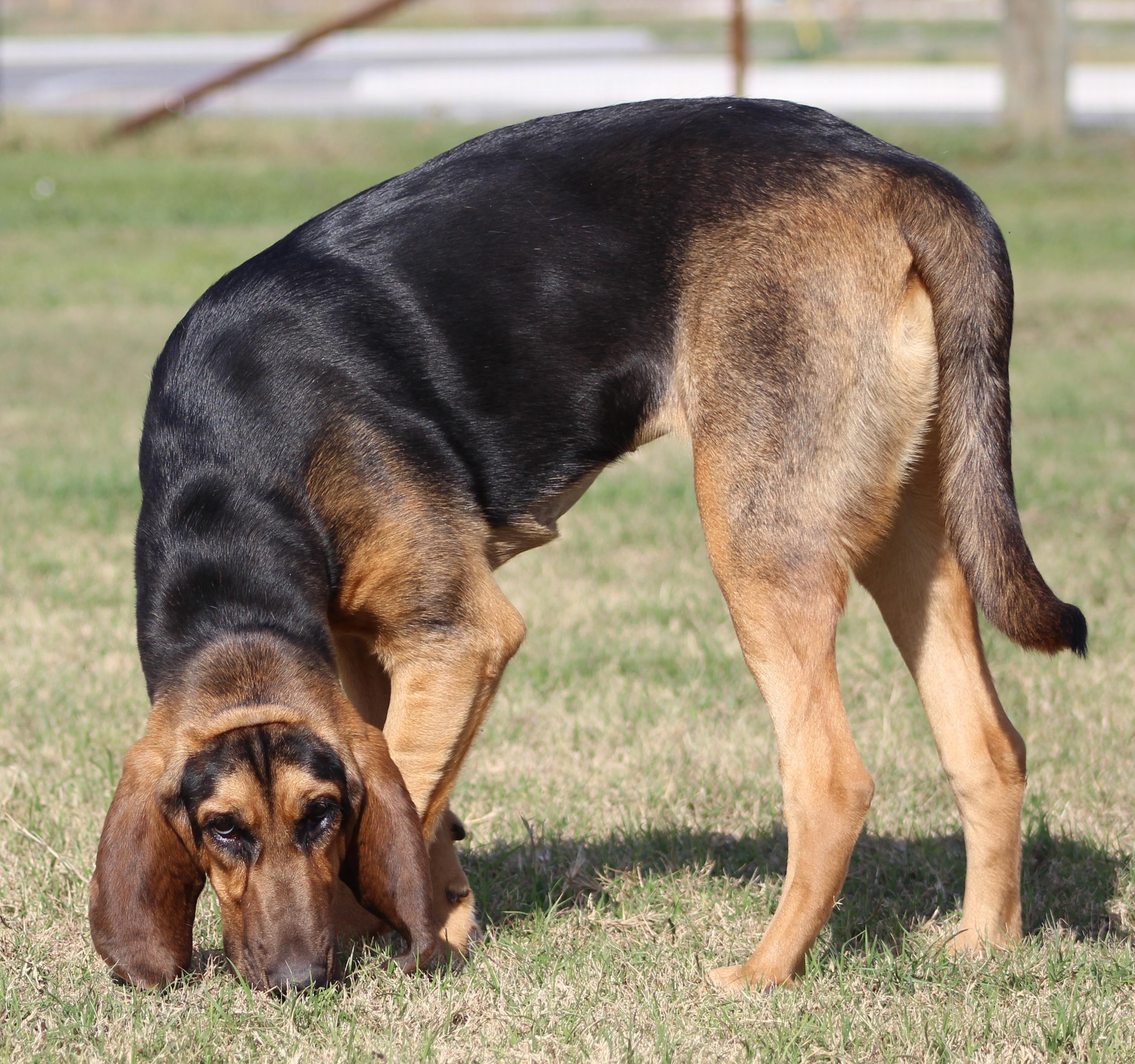 Enlarge Wanda, a ADOPTABLE Bloodhound in Temple, TX image 3/6