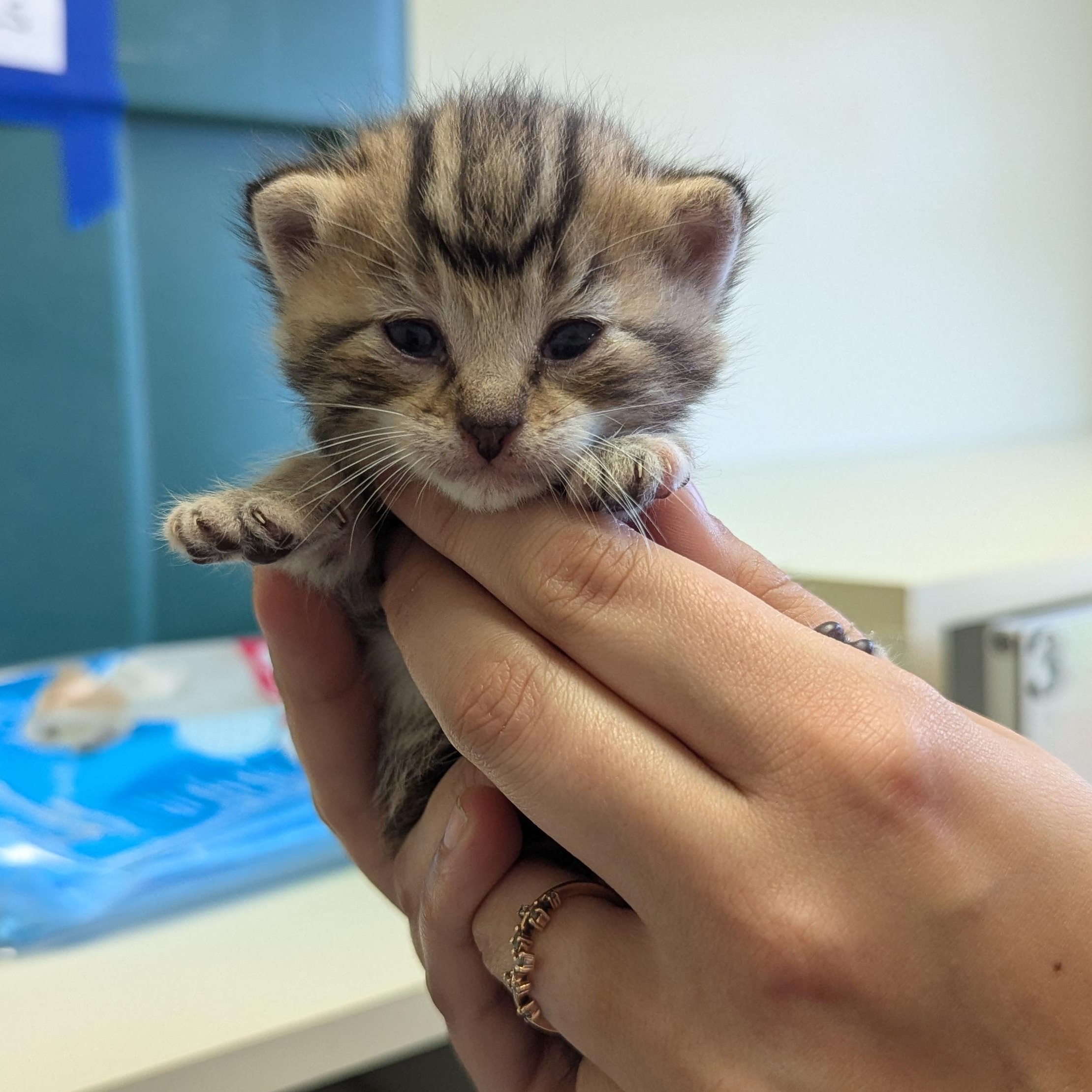 Joy, an adoptable Domestic Short Hair in Morden, MB, R6M 1Y4 | Photo Image 1