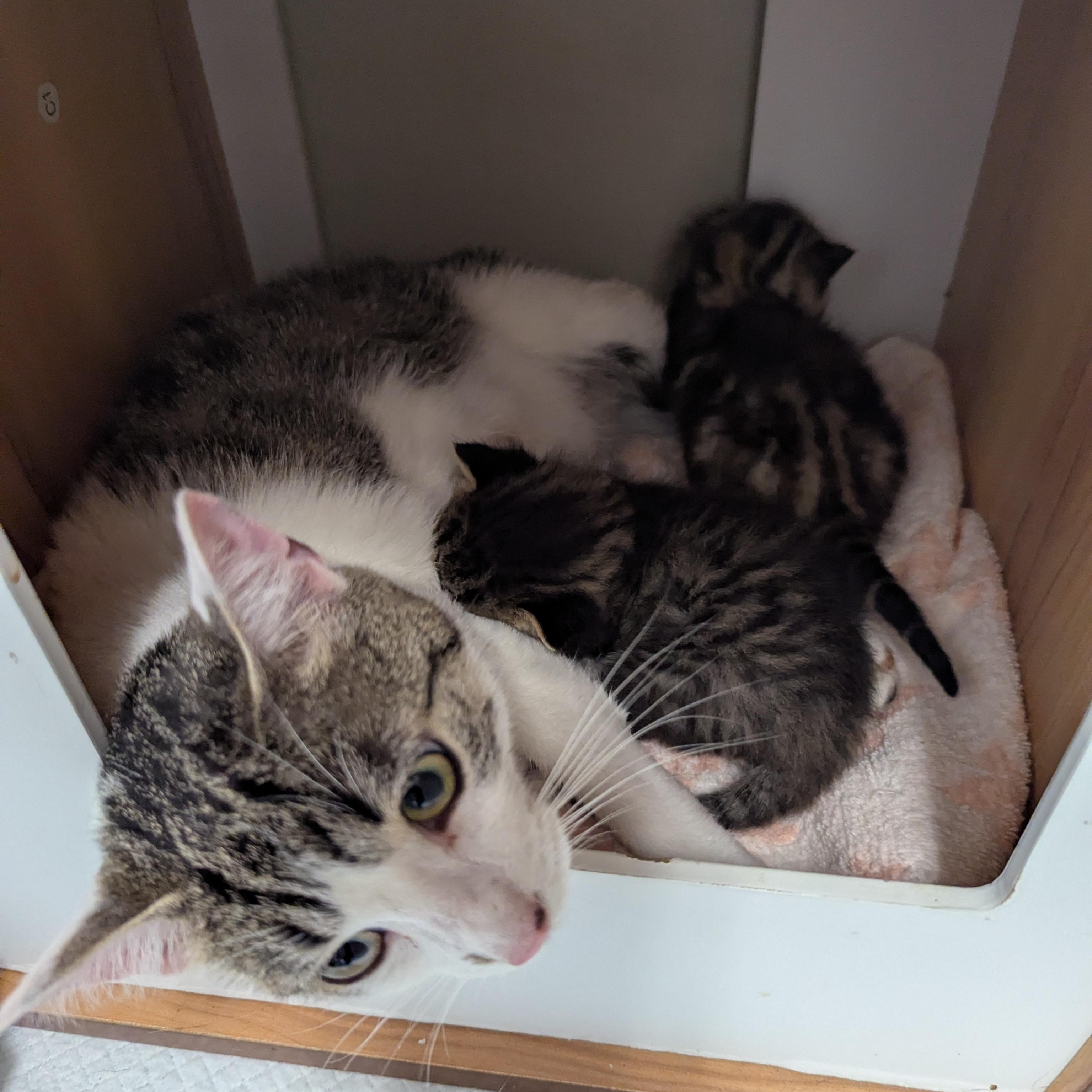 Joy, an adoptable Domestic Short Hair in Morden, MB, R6M 1Y4 | Photo Image 4