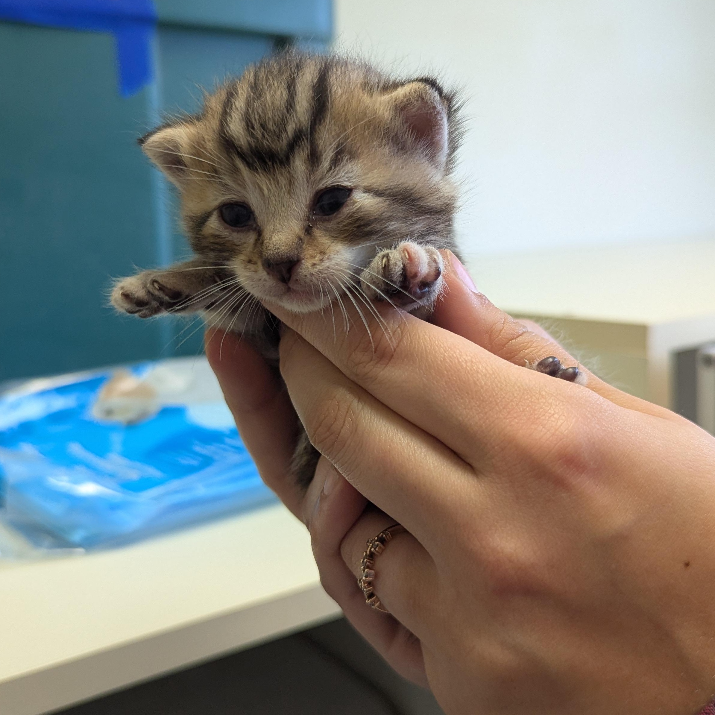 Joy, an adoptable Domestic Short Hair in Morden, MB, R6M 1Y4 | Photo Image 3