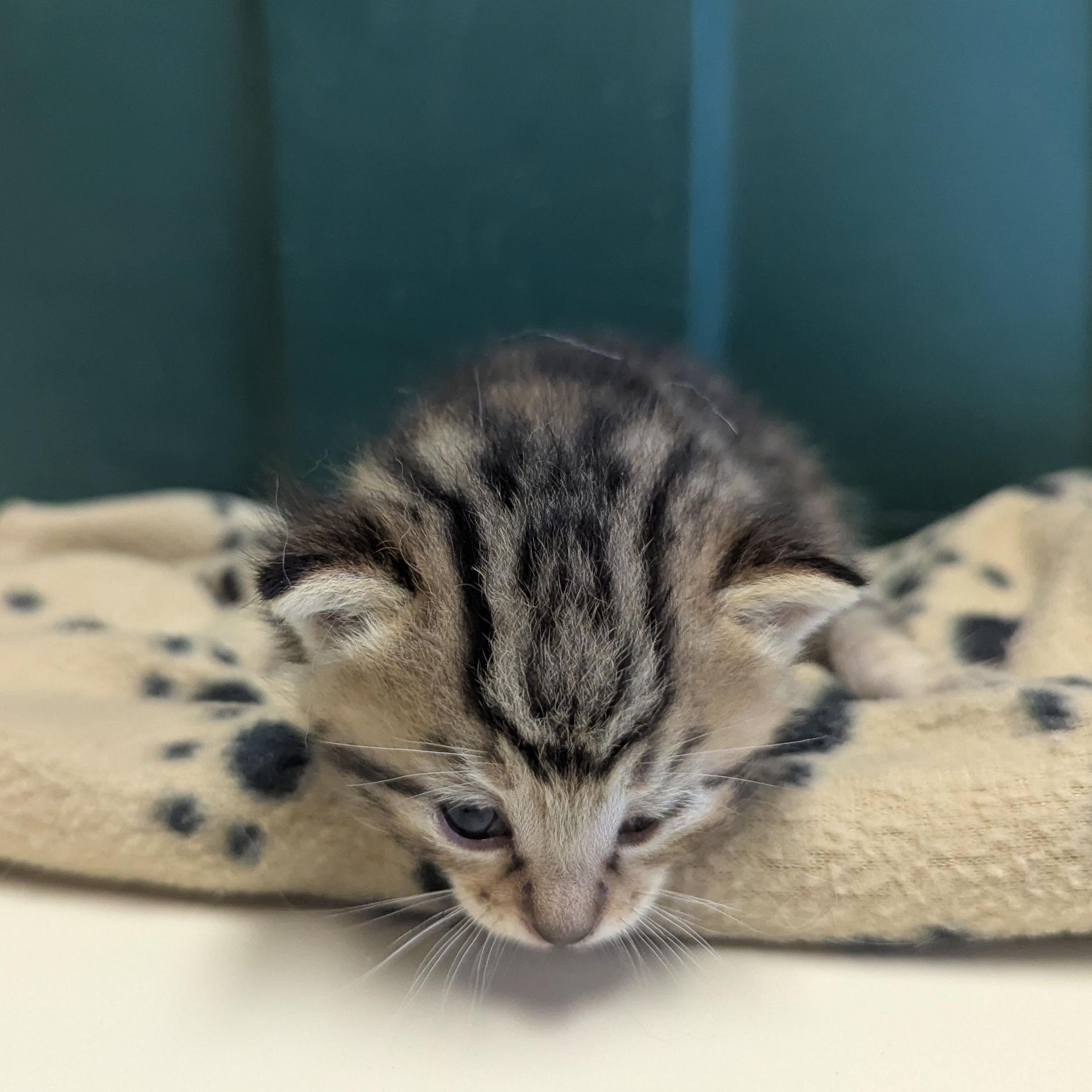 Joy, an adoptable Domestic Short Hair in Morden, MB, R6M 1Y4 | Photo Image 2