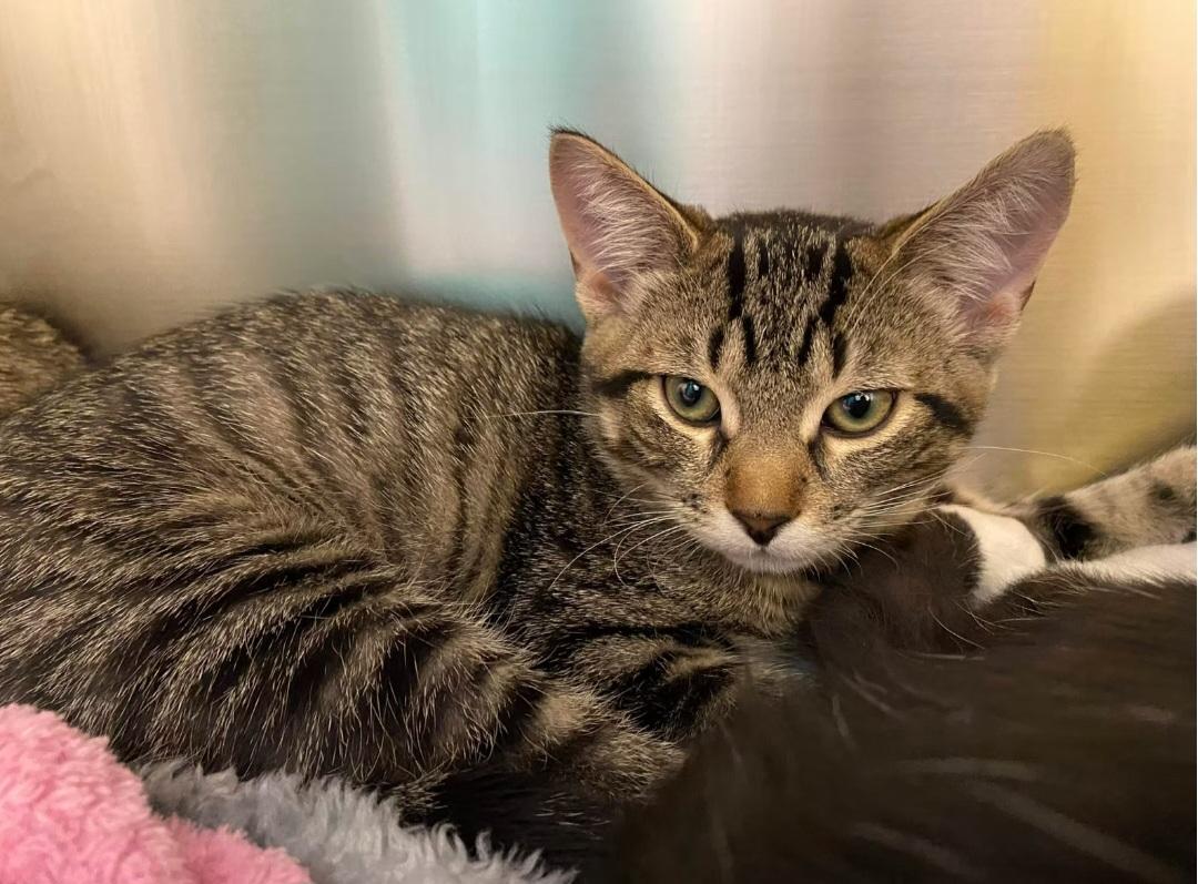 Enlarge Thimble, an adopted Domestic Short Hair in Montréal, QC image 3/3