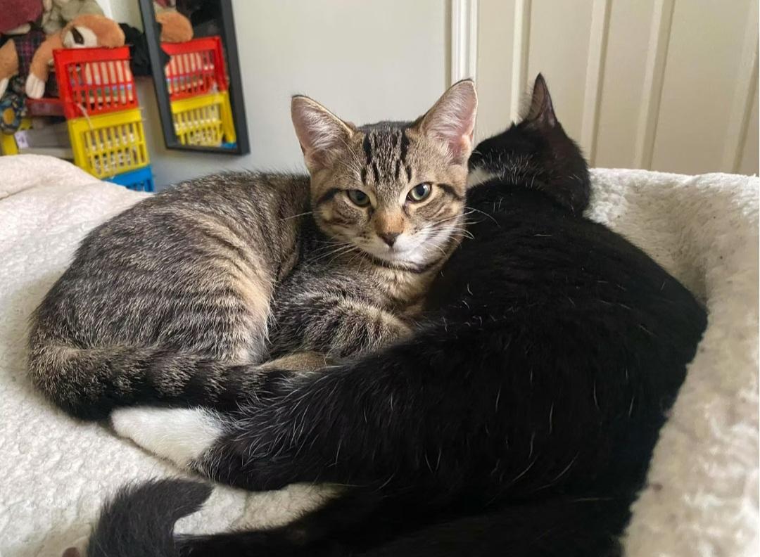 Enlarge Thimble, an adopted Domestic Short Hair in Montréal, QC image 2/3