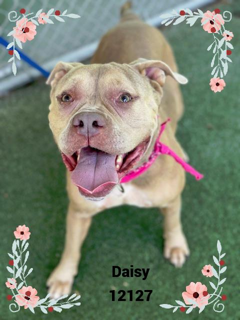 DAISY see also POPPY